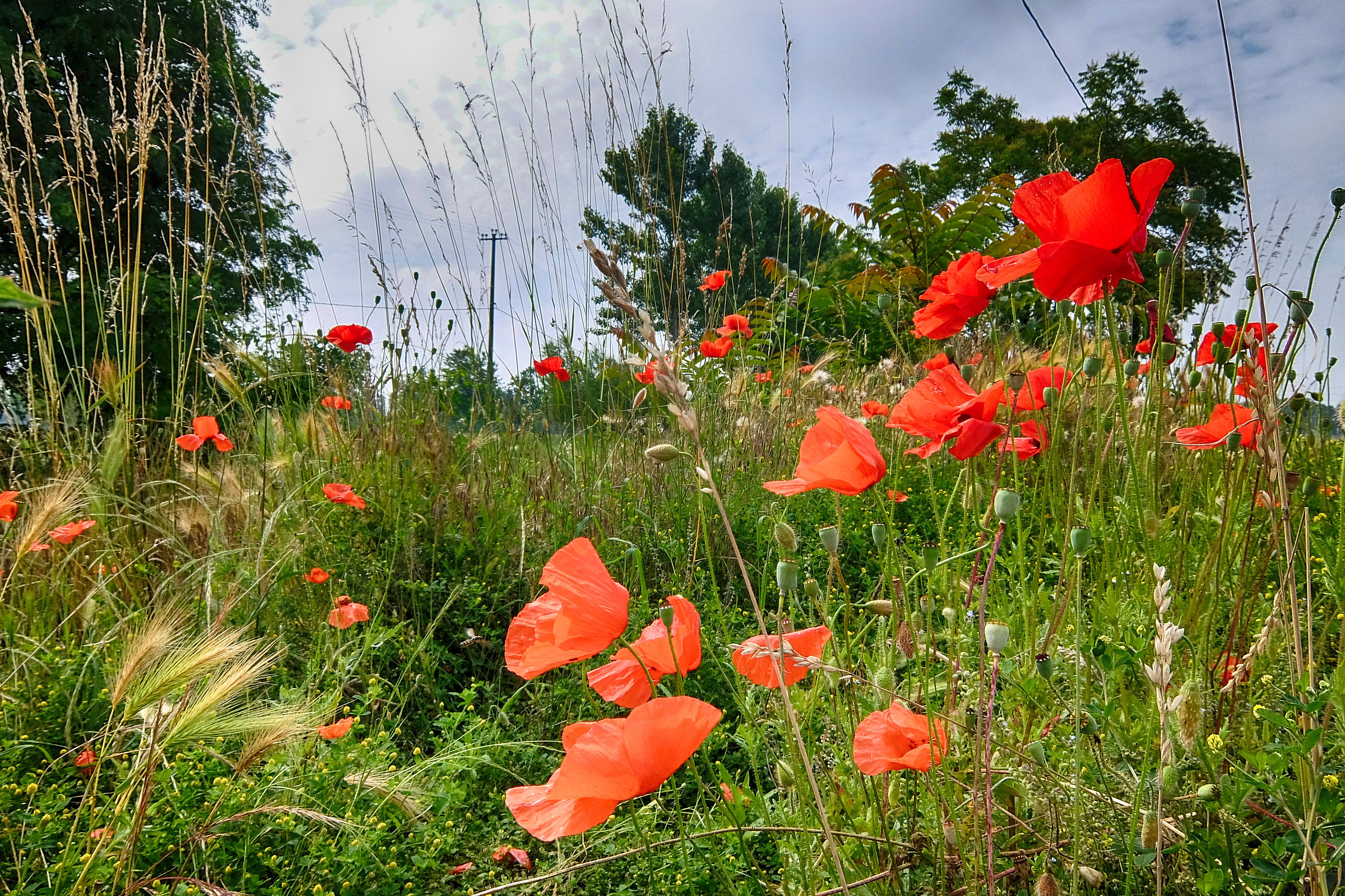The flowers are certainly happier than we