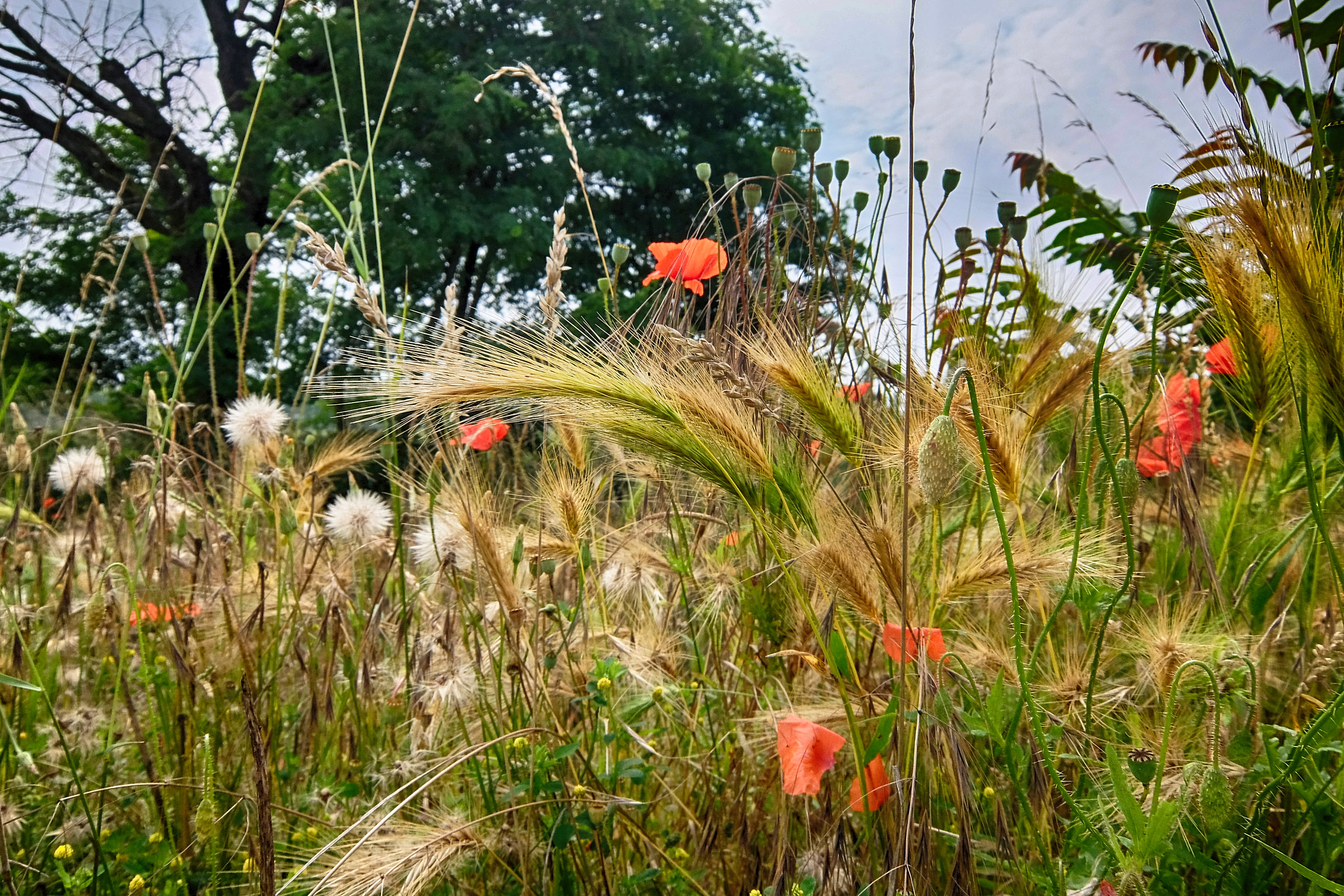 The flowers are certainly happier than we