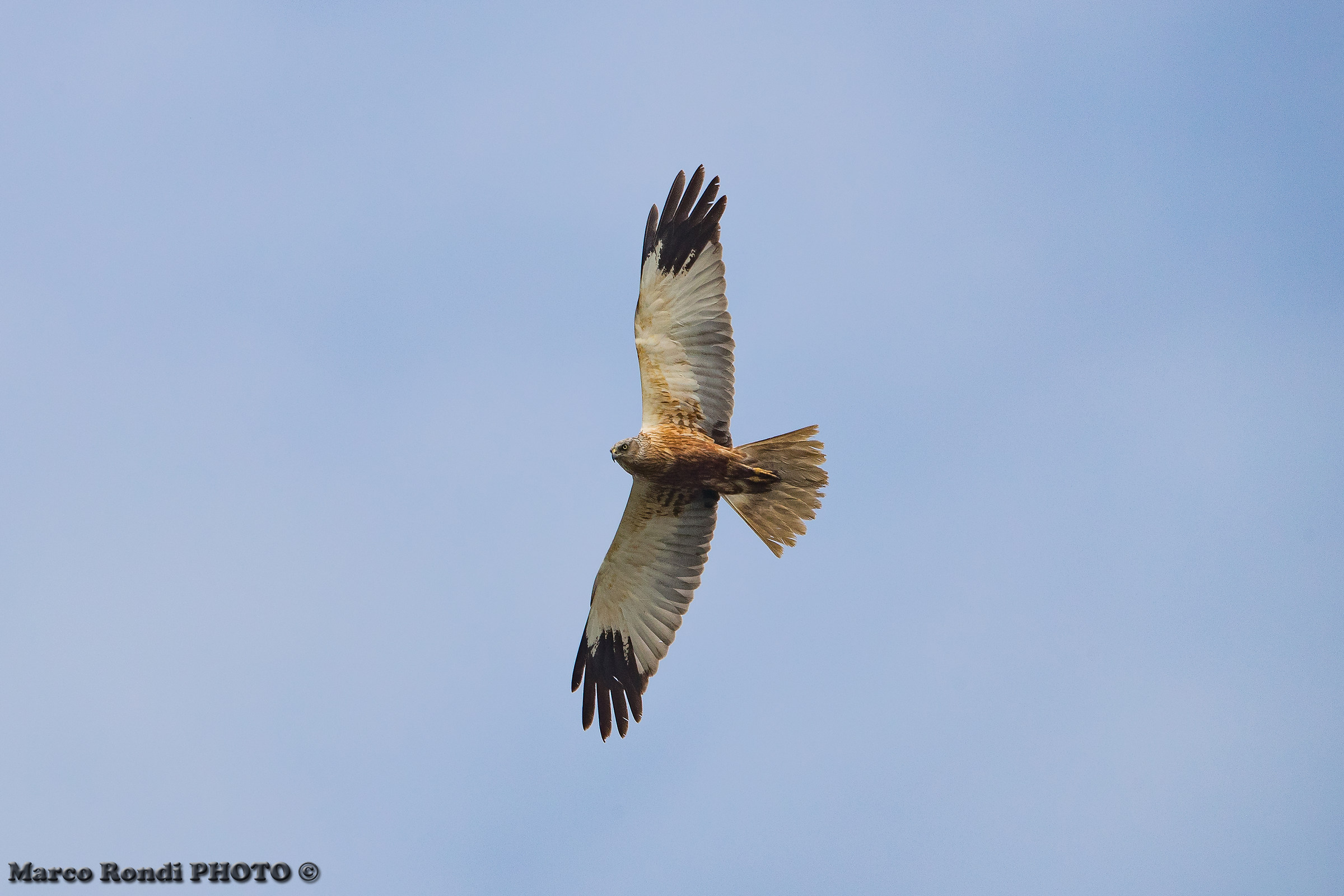 Male marsh harrier