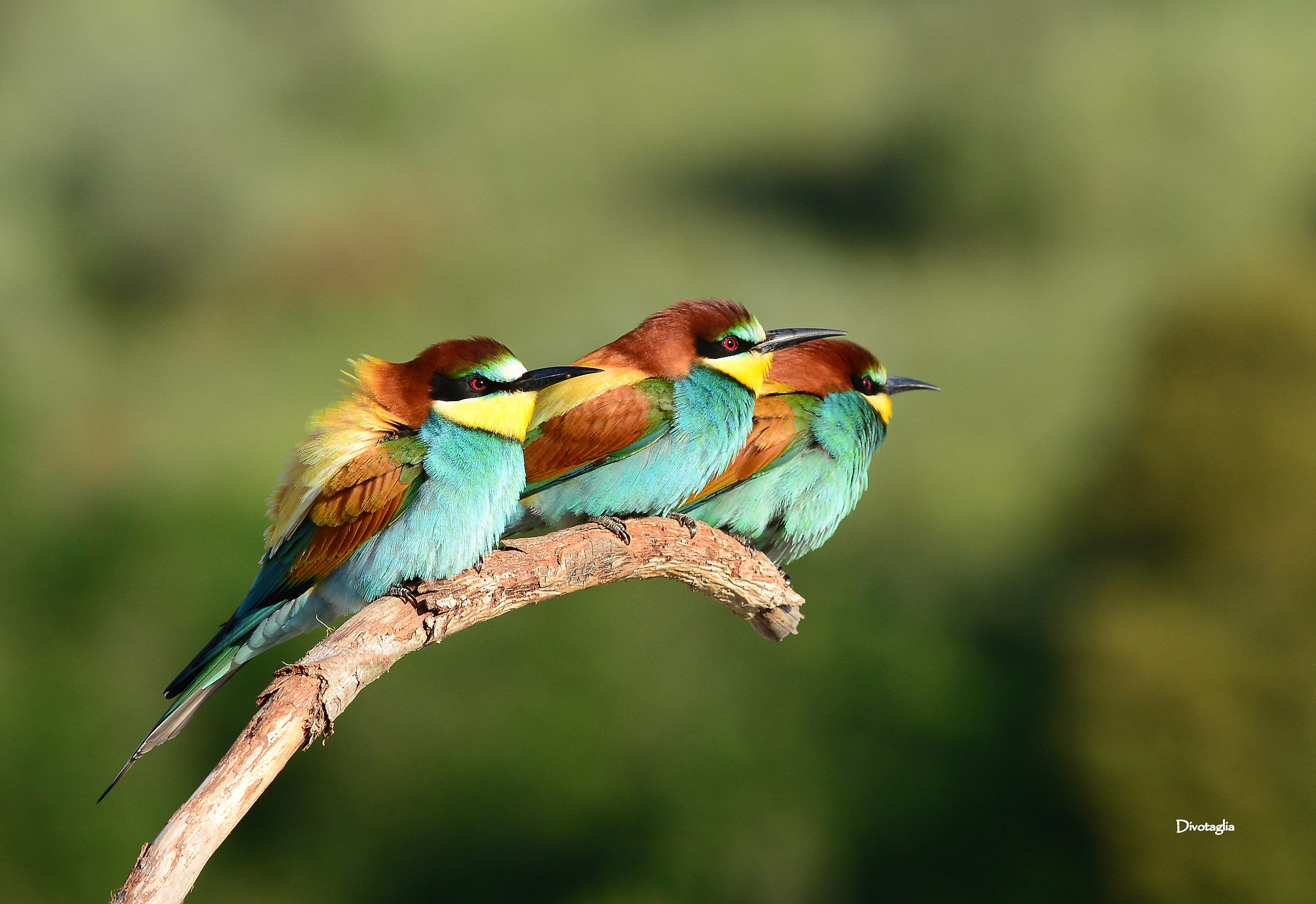 He, she, the other or the extended family.