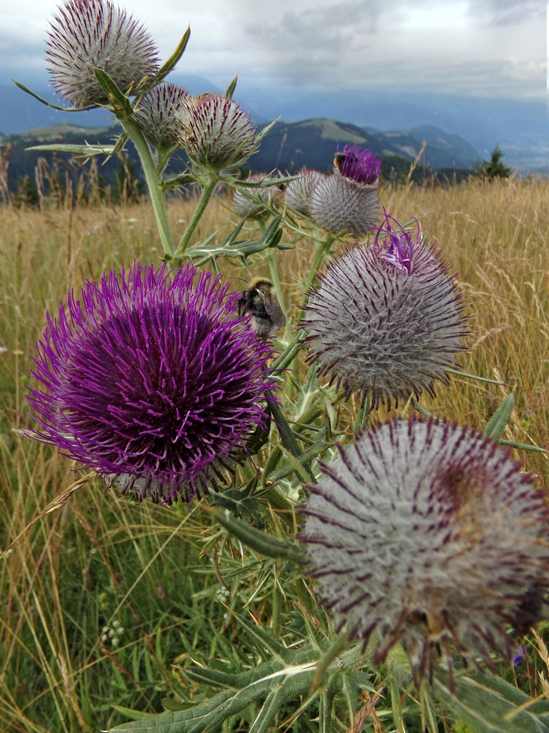 Cirsium eriophorum o cardo scardaccio