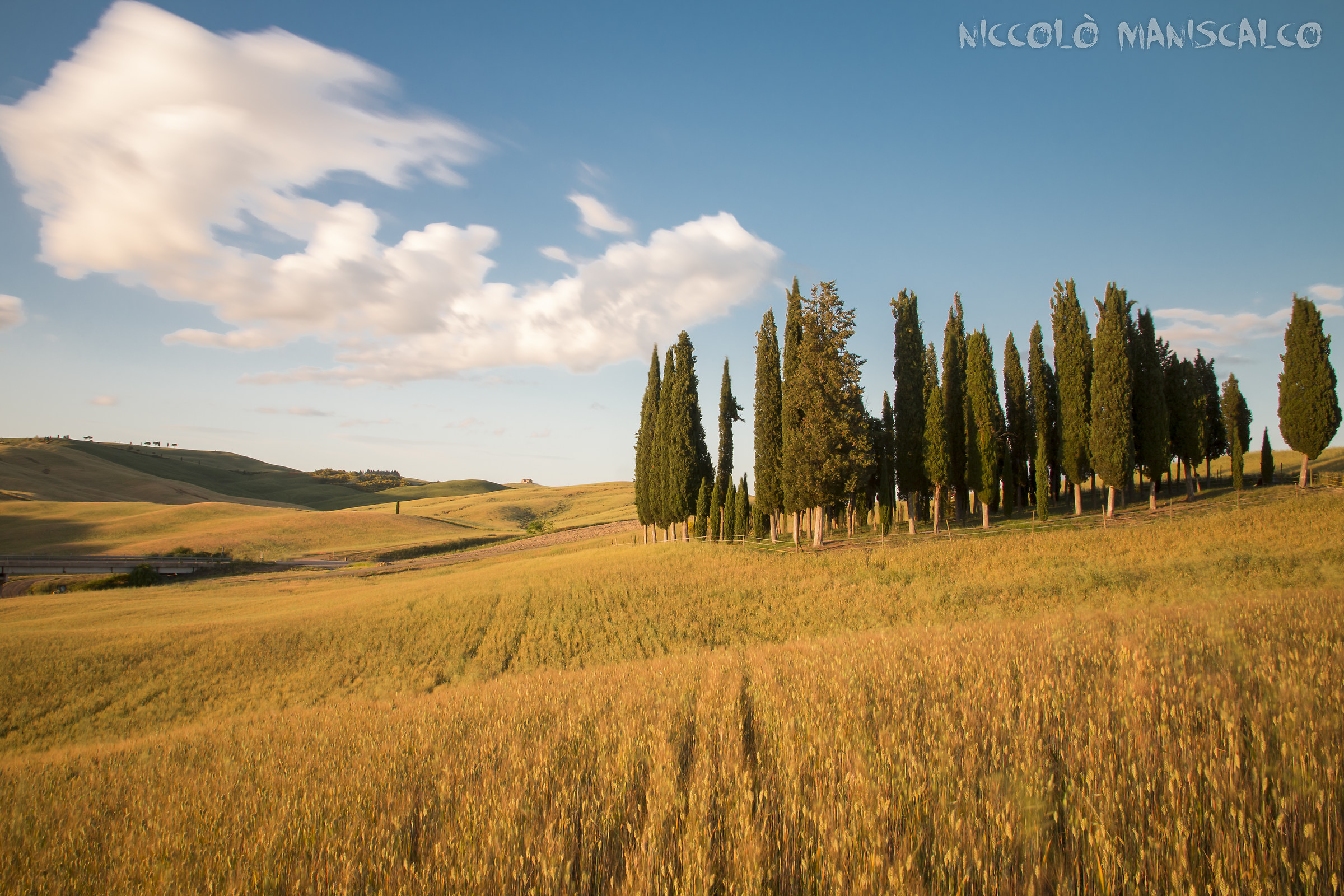 Cipressi di San Quirico al Tramonto