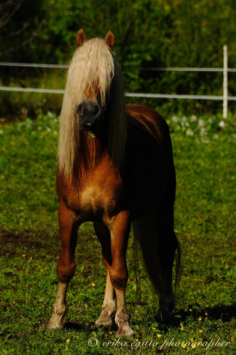 horse-haired