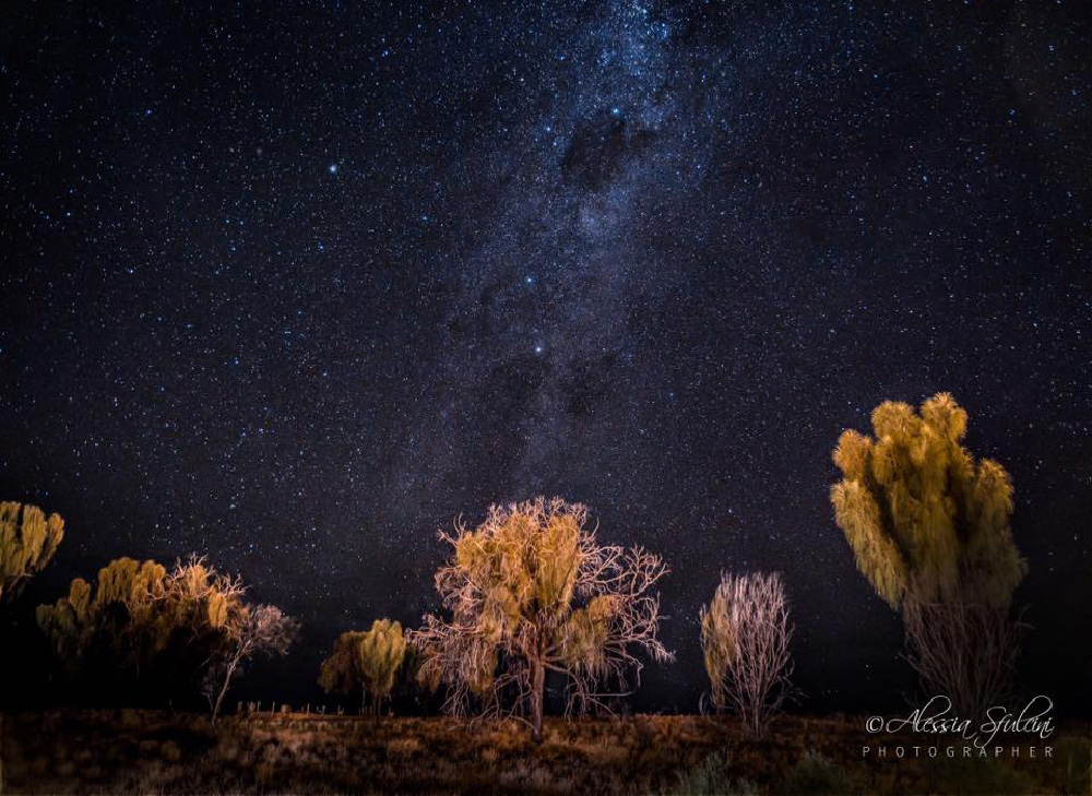 rubber tree. Outback Australia