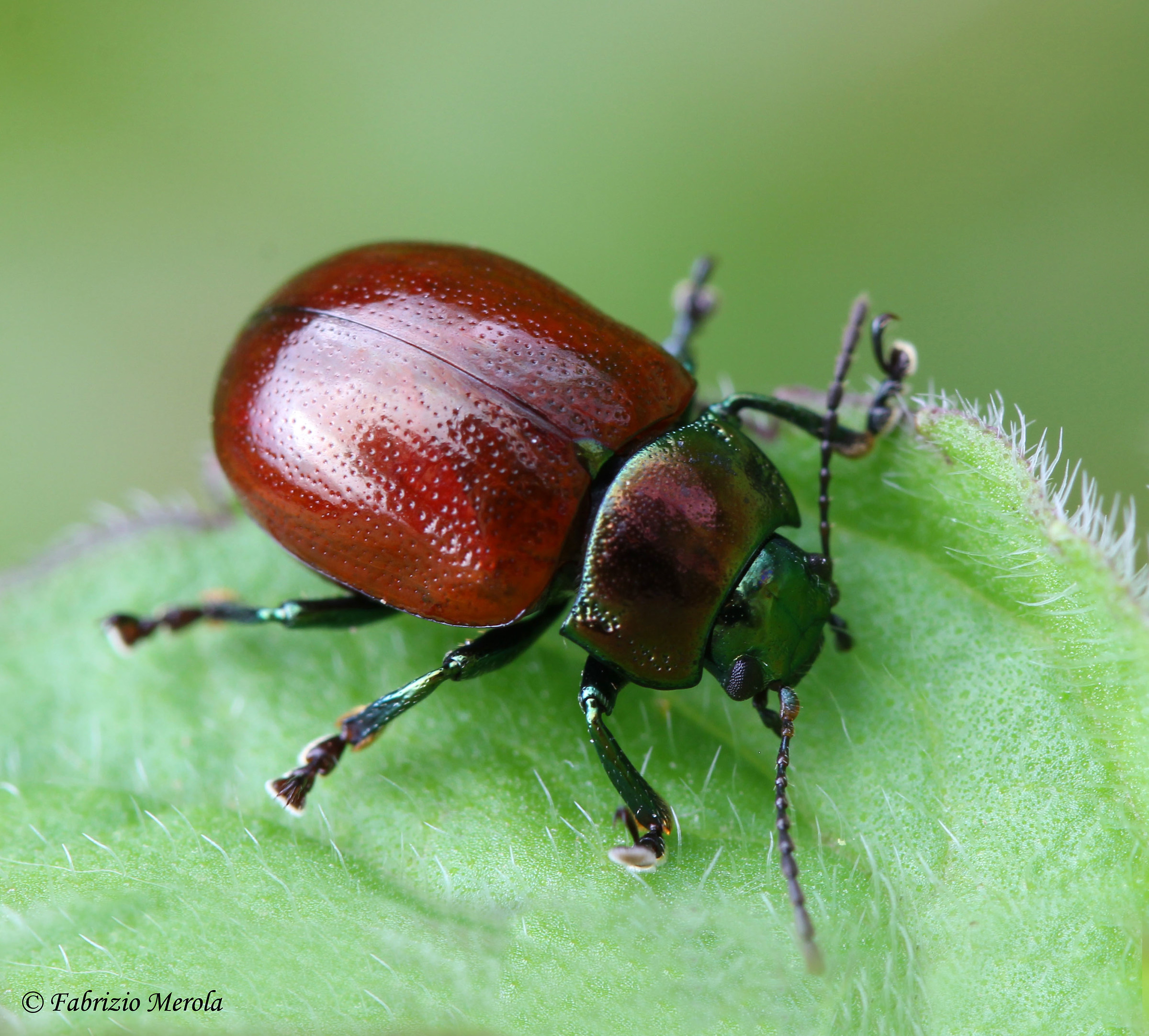 Chrysolina polita