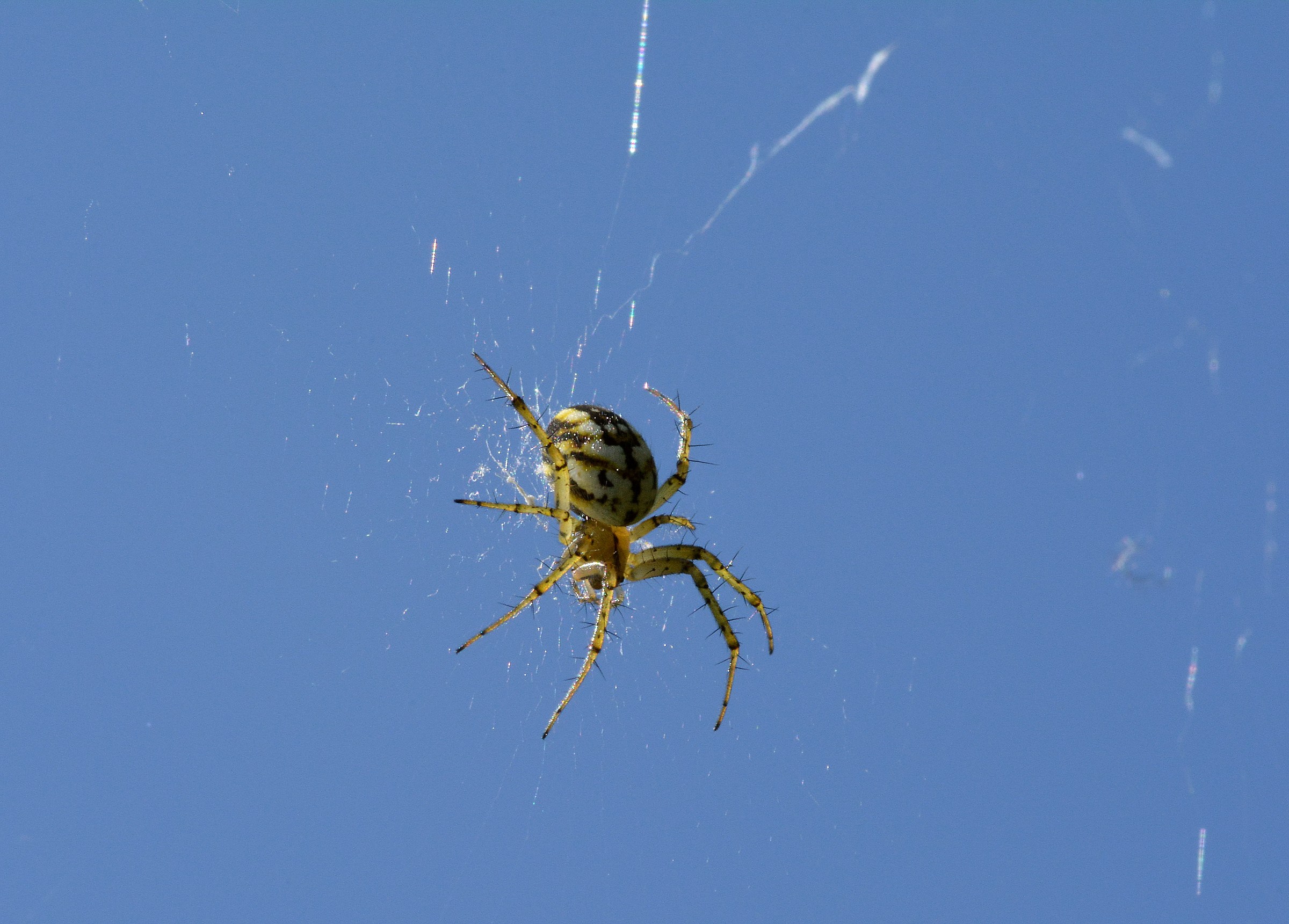 Spider e cielo