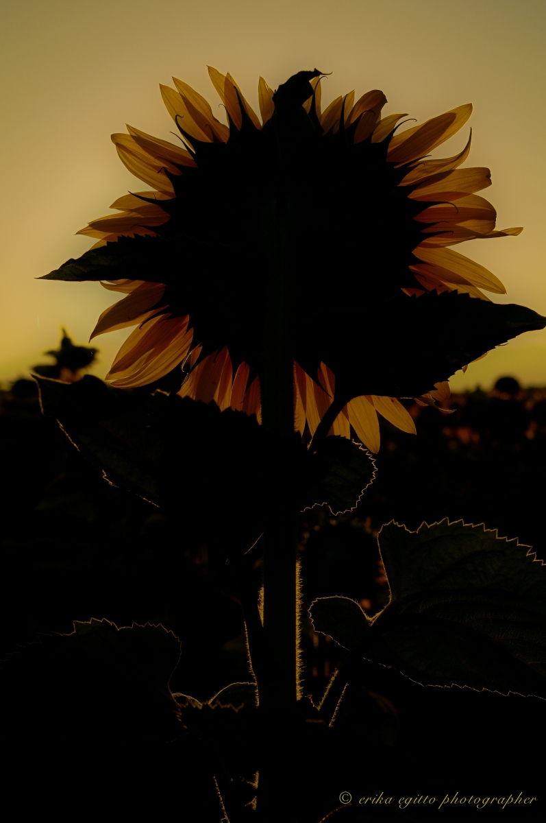 sunflower against the sun