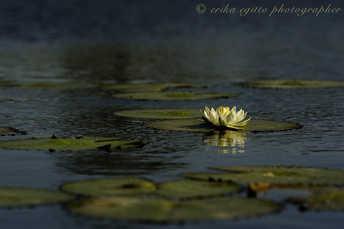 waterlily
