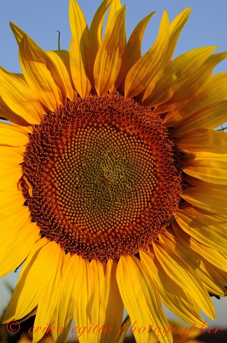 particular sunflower