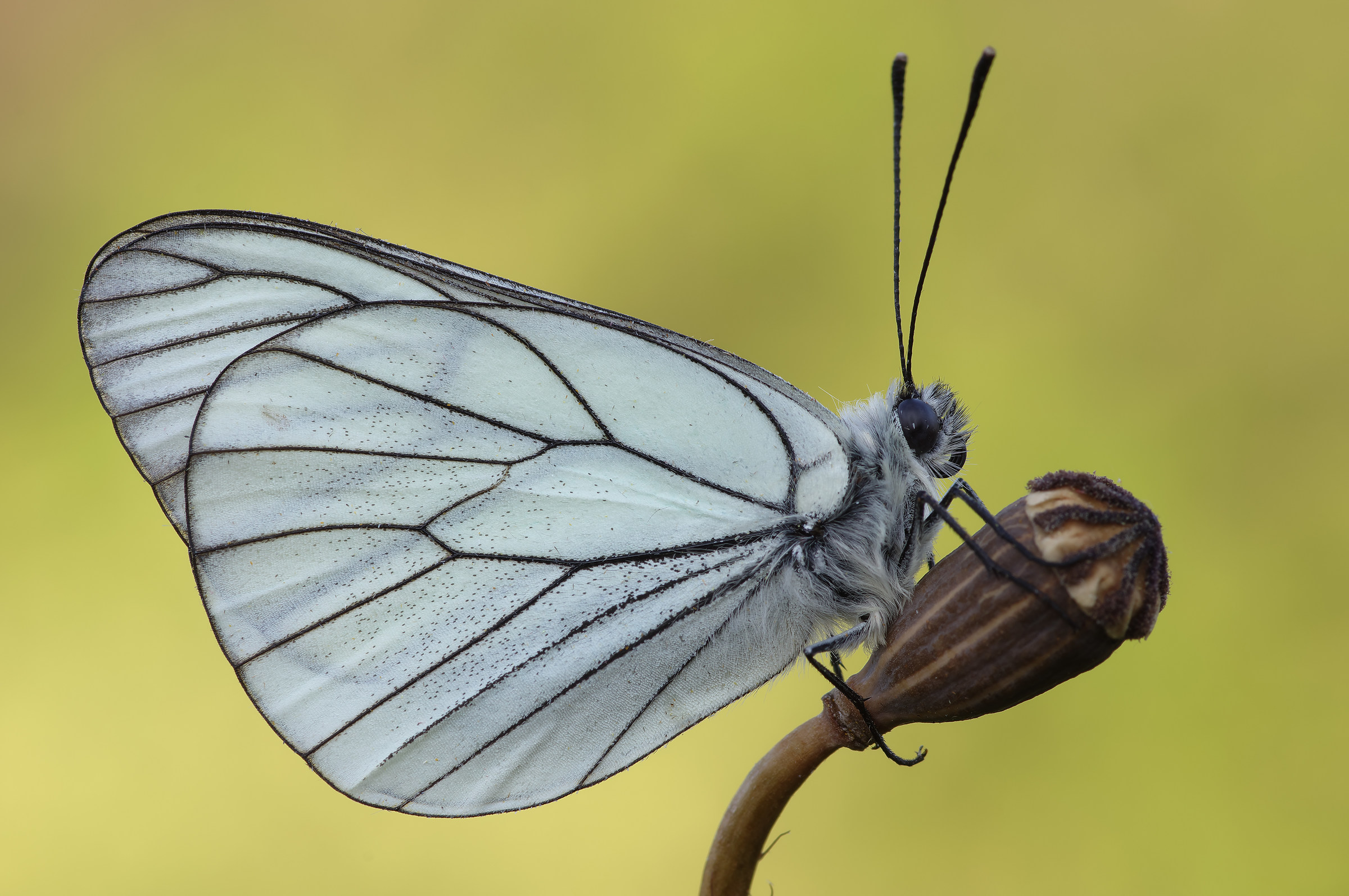 Aporia crataegi - Pixel shift