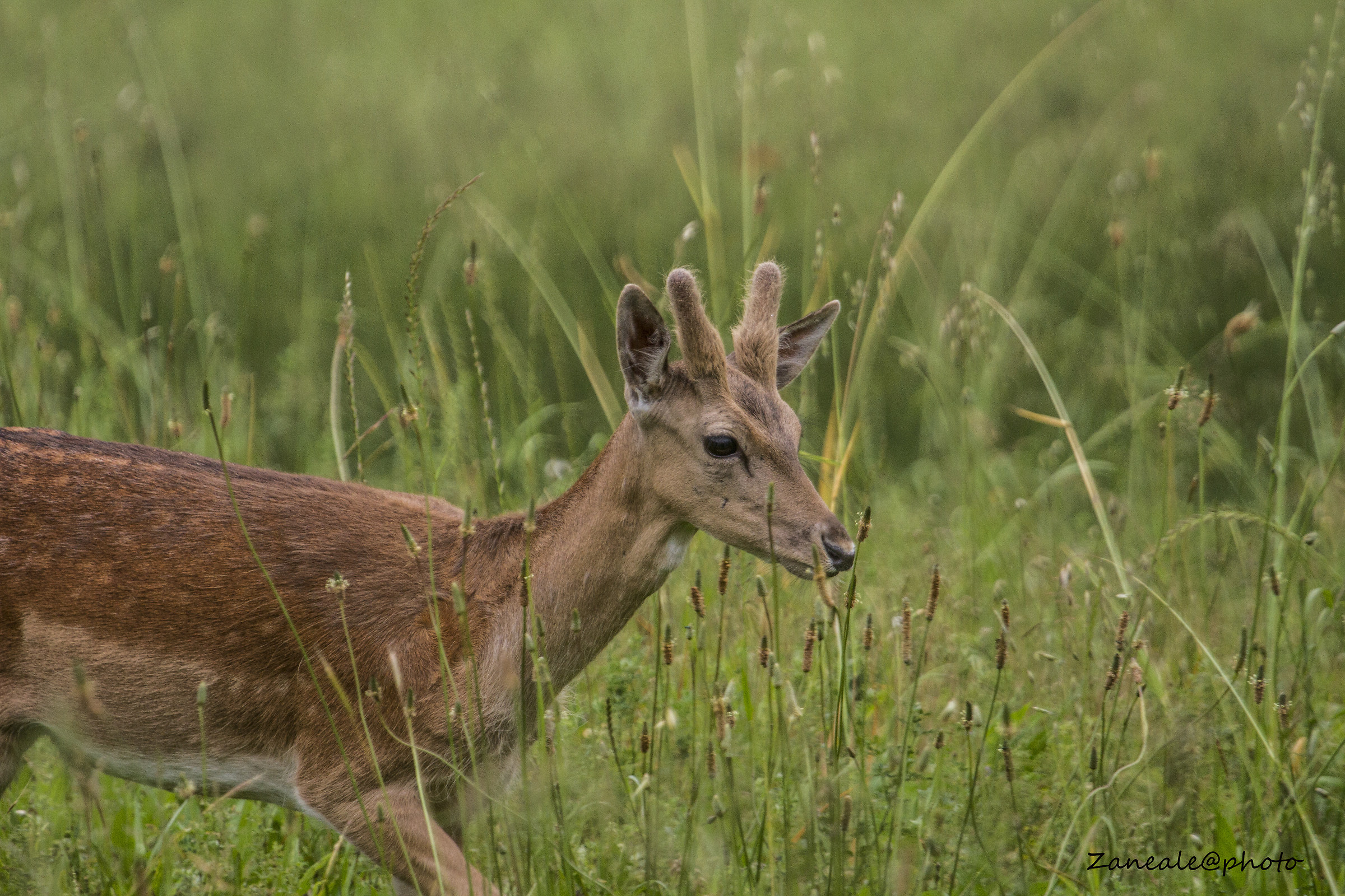 daino con corna in velluto