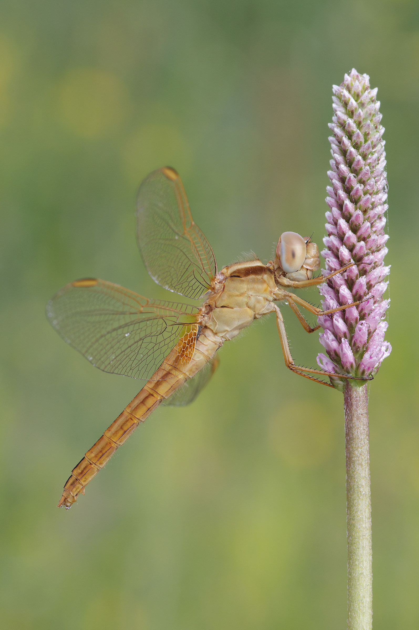 crocothemis erythraea