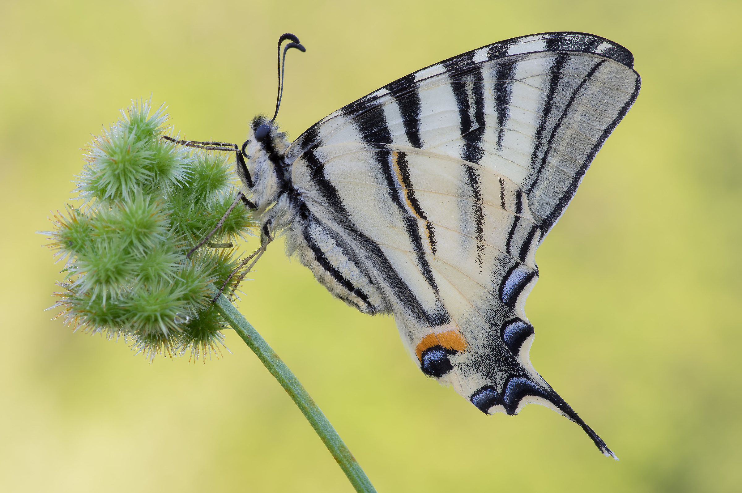 Scarce Swallowtail - Pixel shift