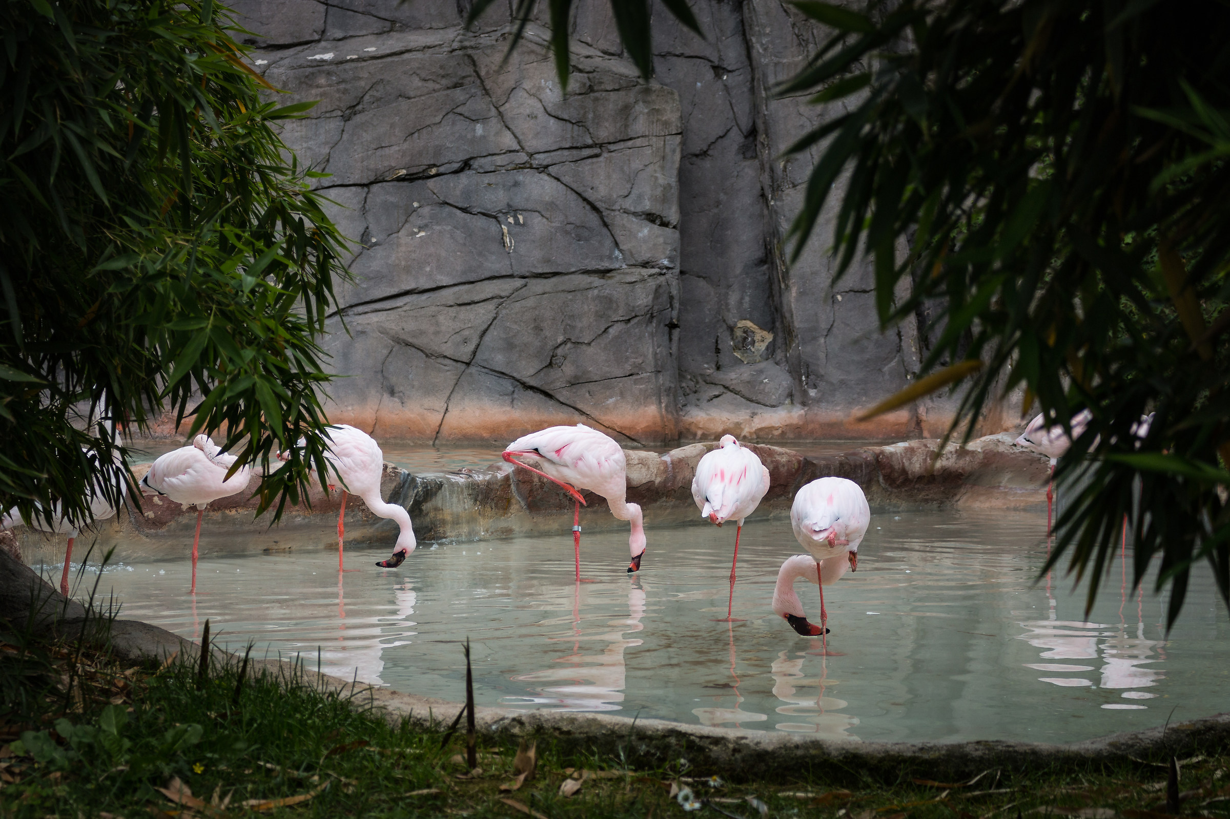 Pink flamingos