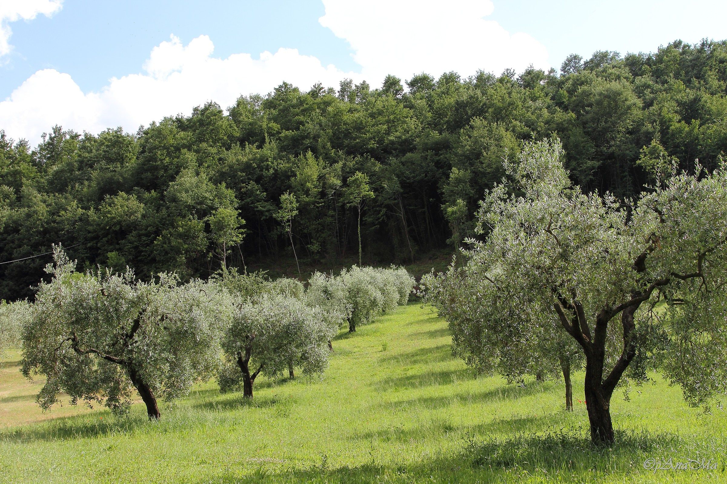 Land reclaimed from the hill