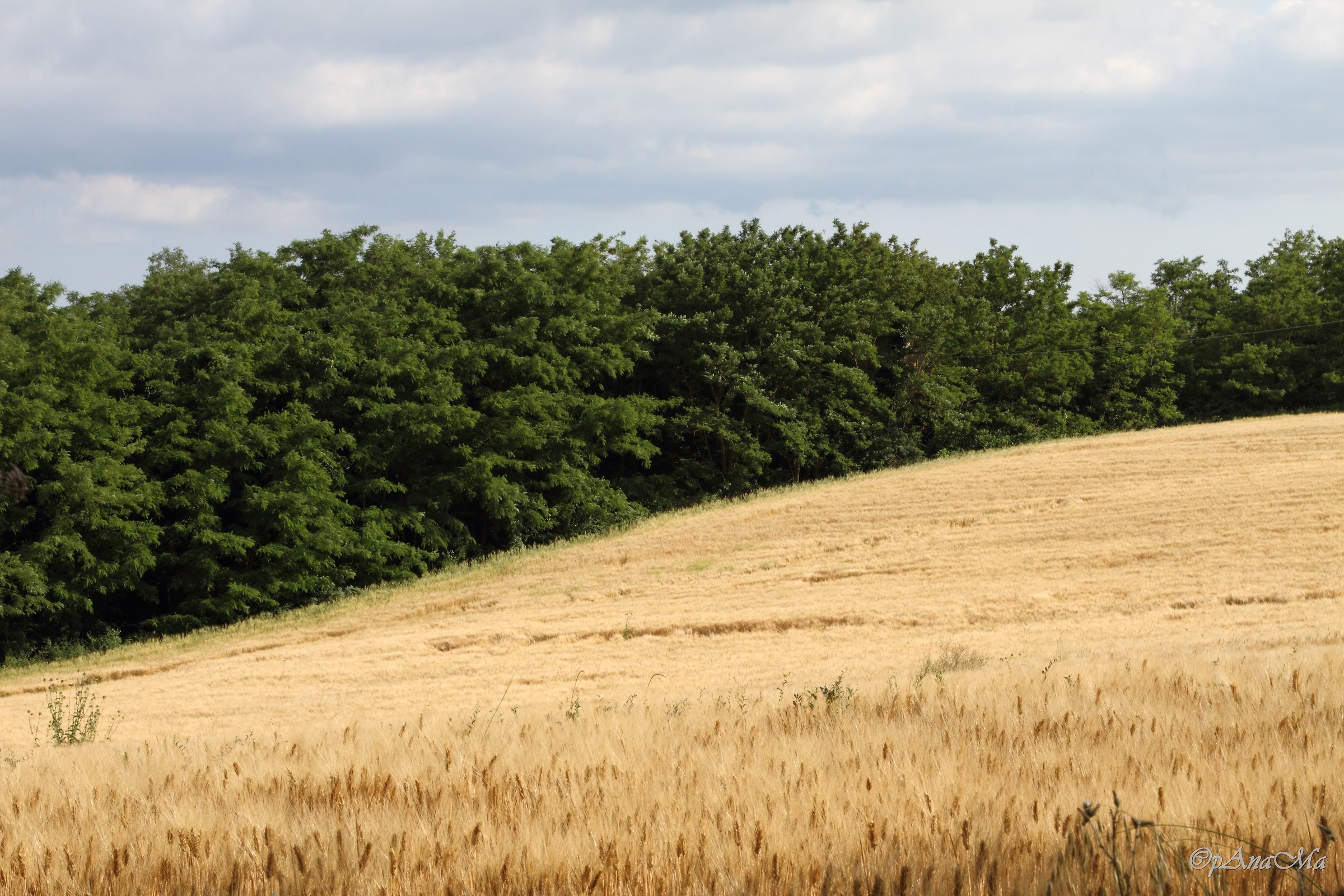 Yellow waves green waves