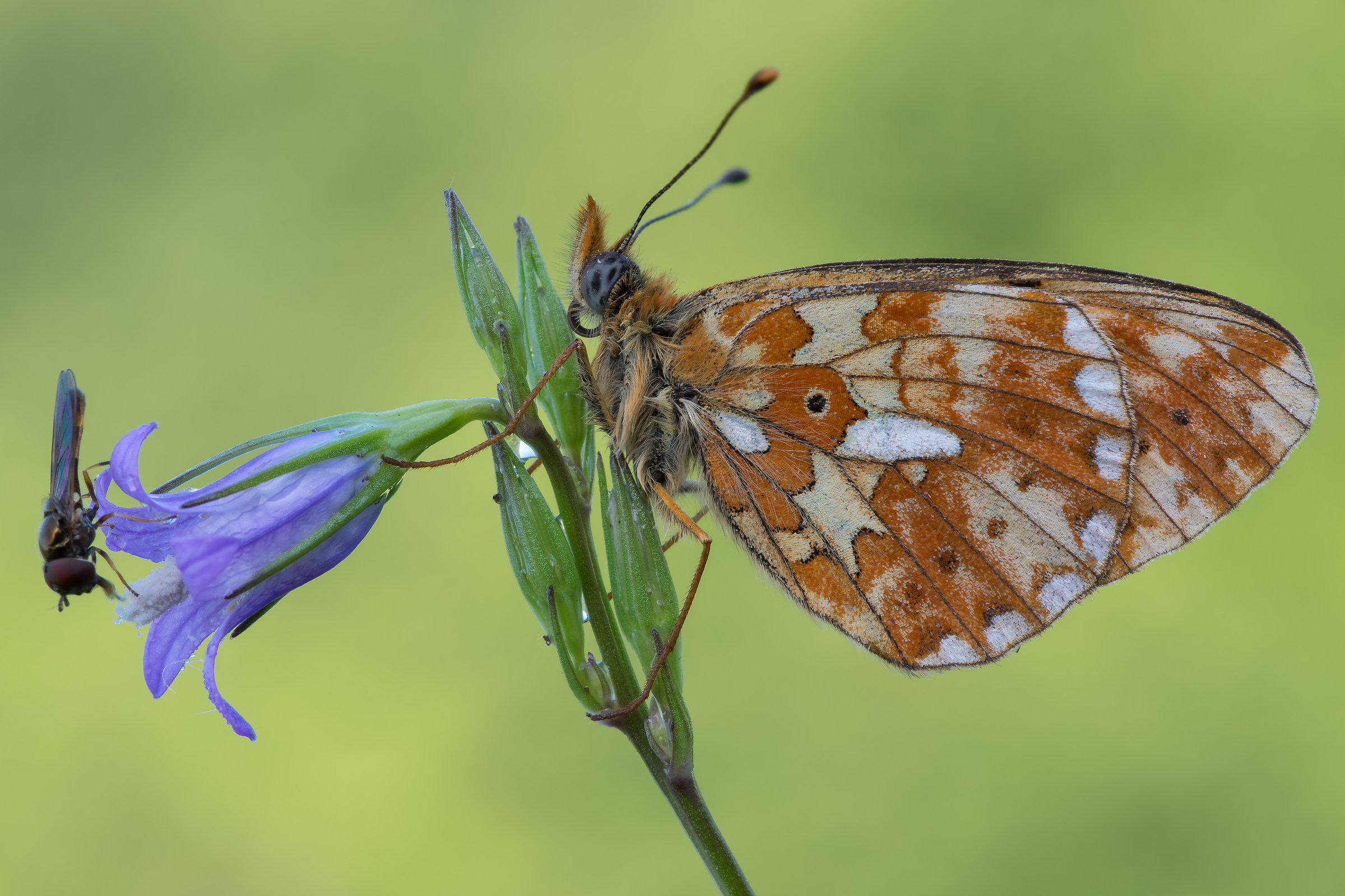 Boloria (Clossiana) euphrosyne