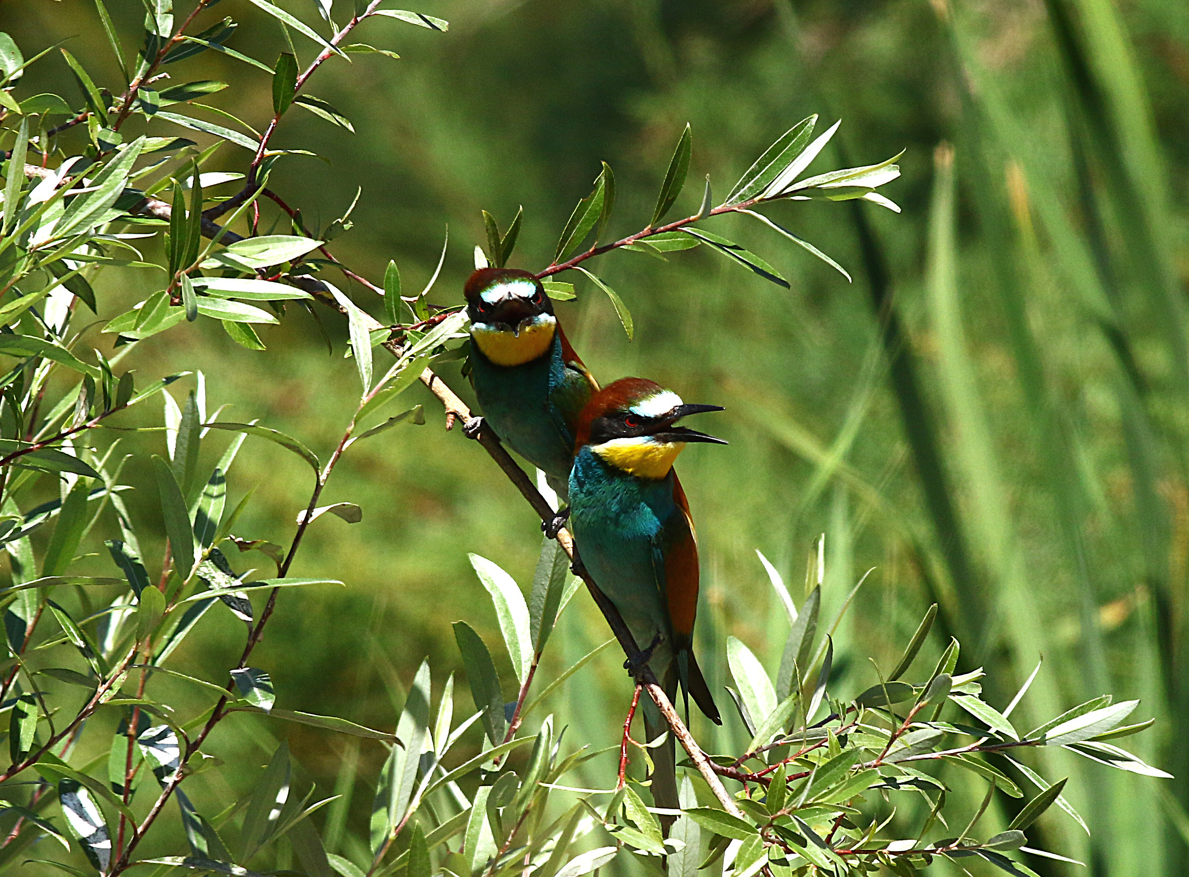 Bee-eaters pair.