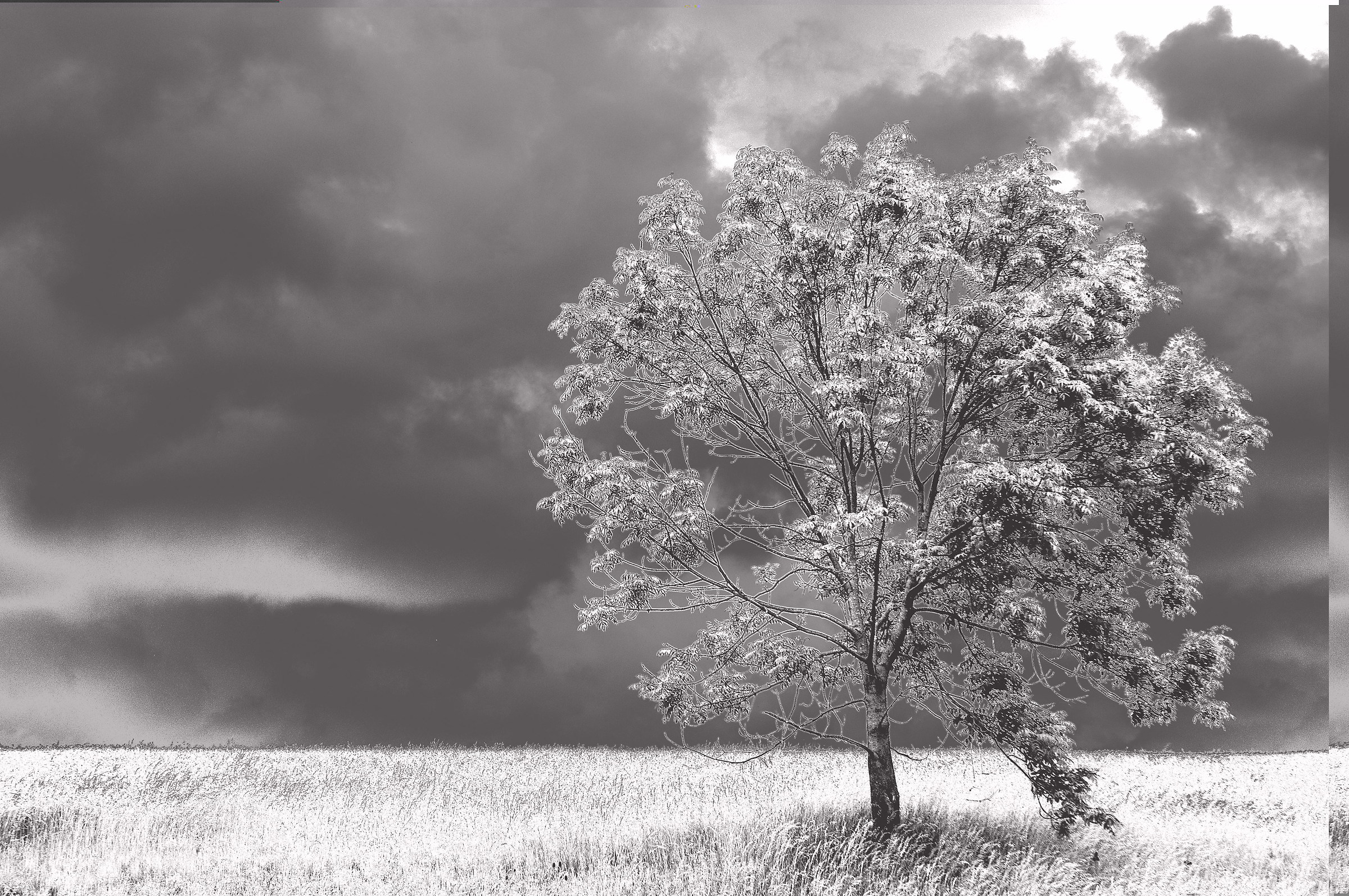 Sperimentazioni di bianco e nero - albero