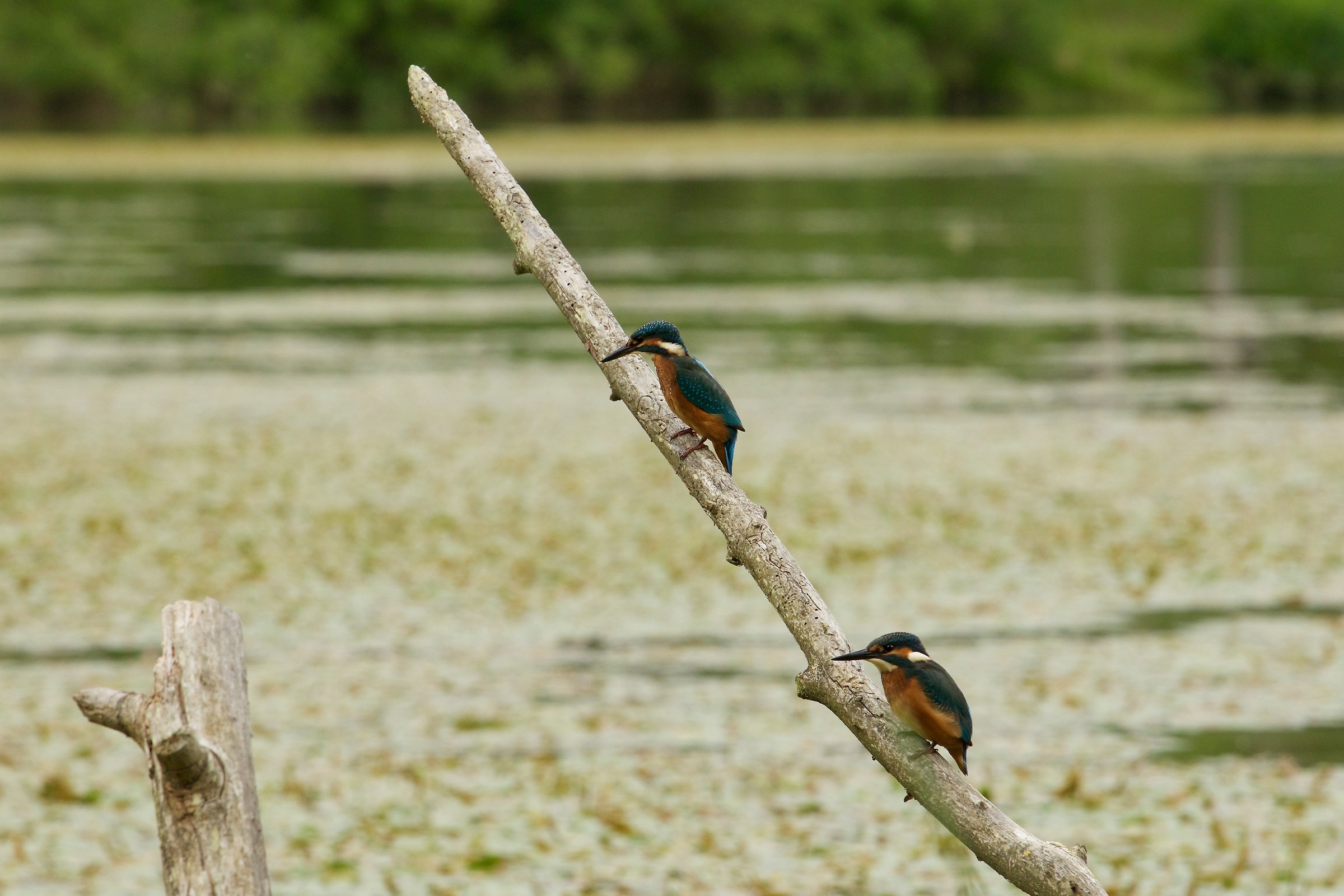 Coppia di Martin pescatore