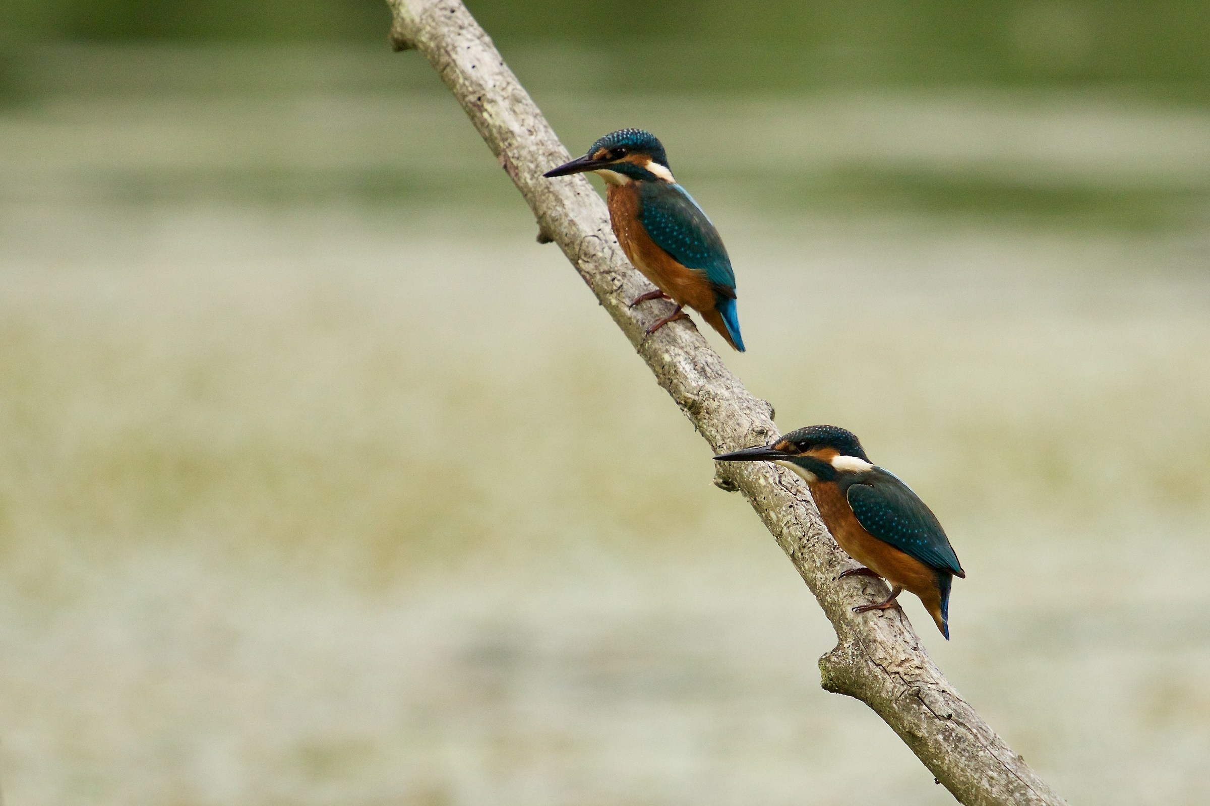 Kingfisher to Bandella