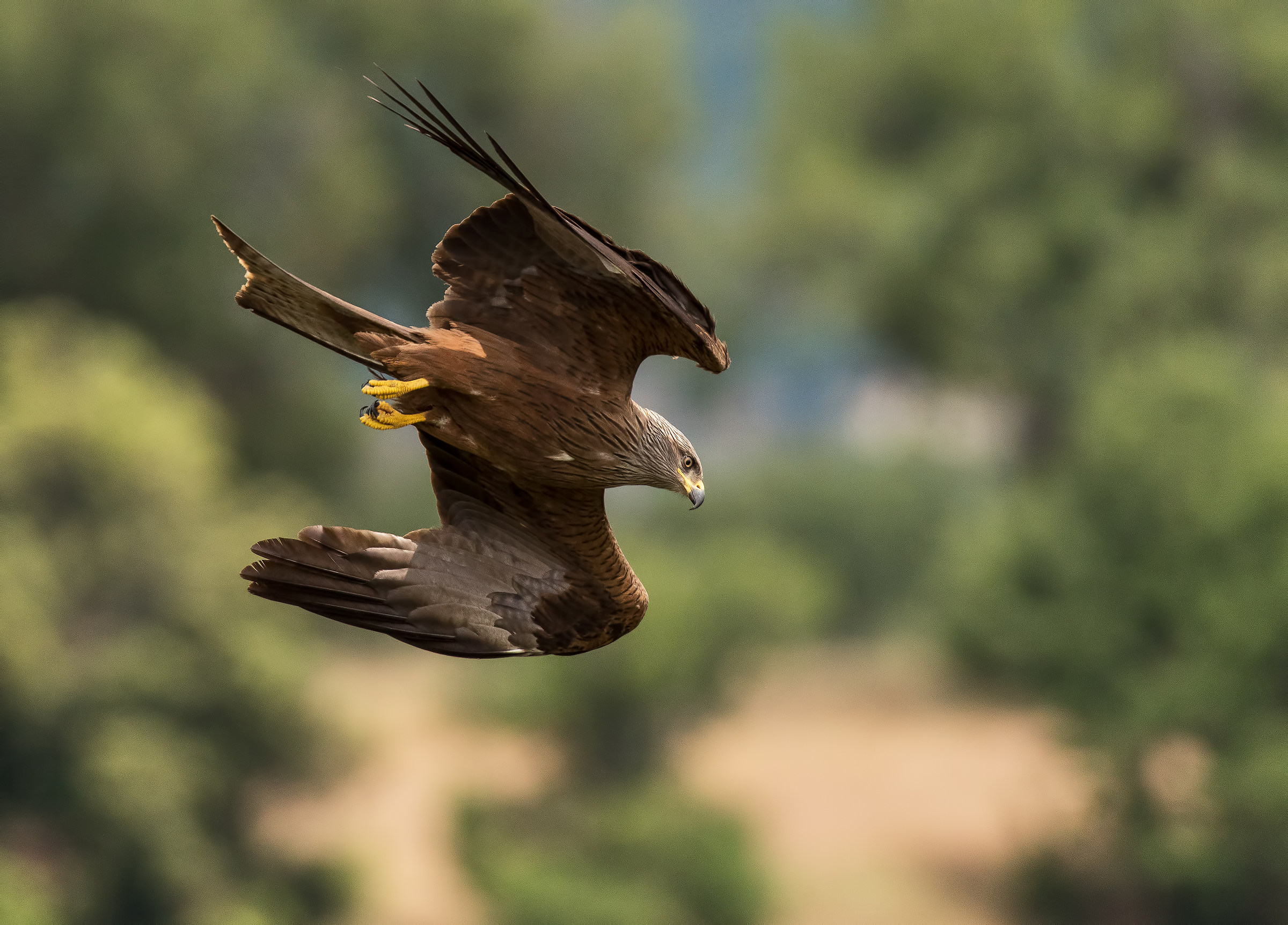 Nibbio Bruno in picchiata