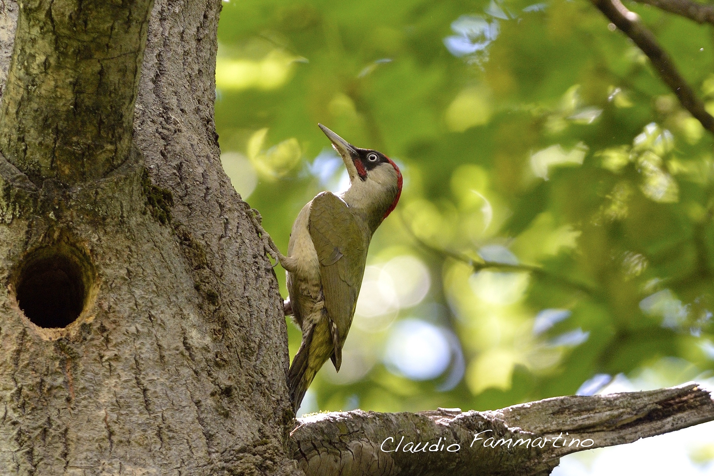 Male green woodpecker
