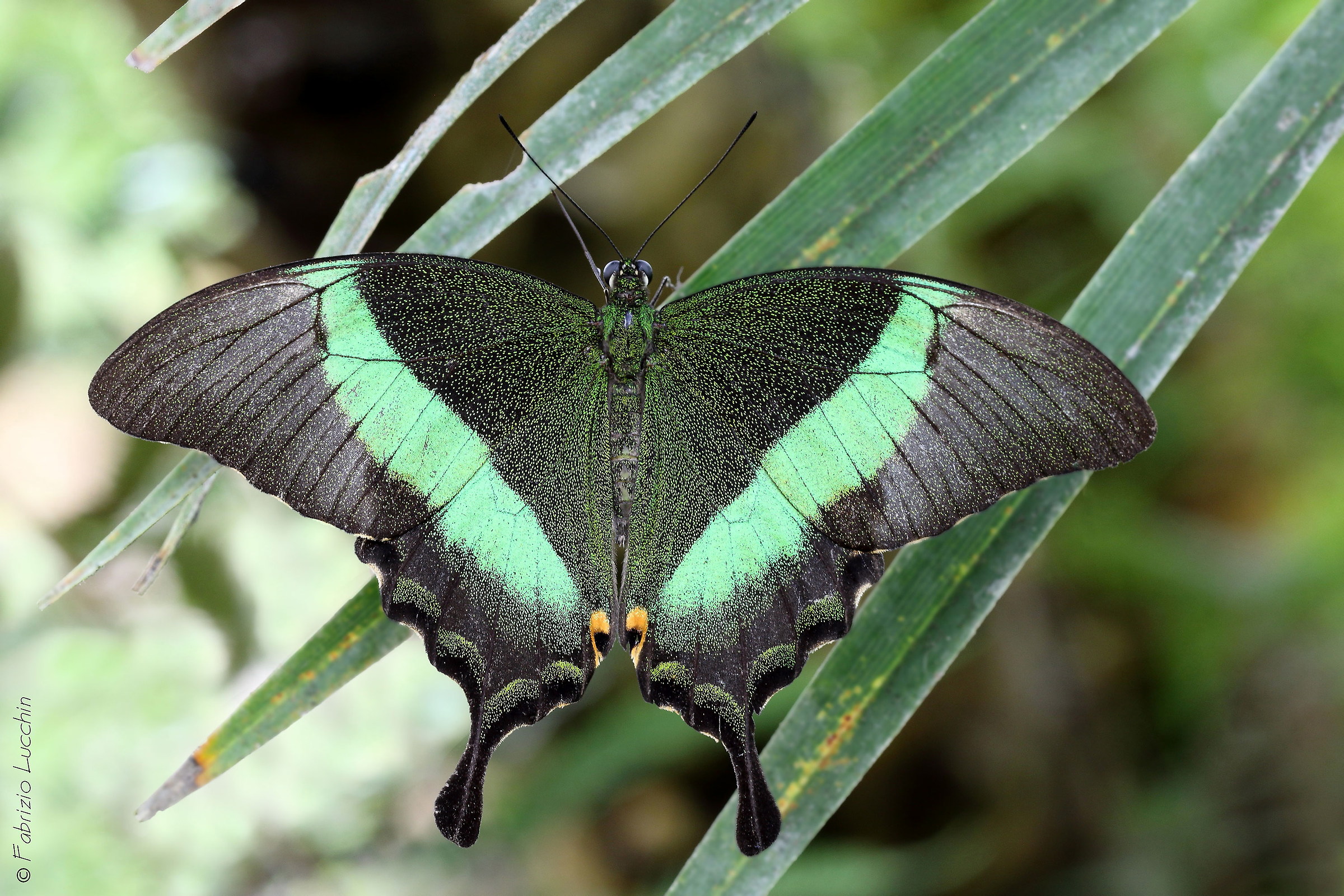 Papilio palinurus