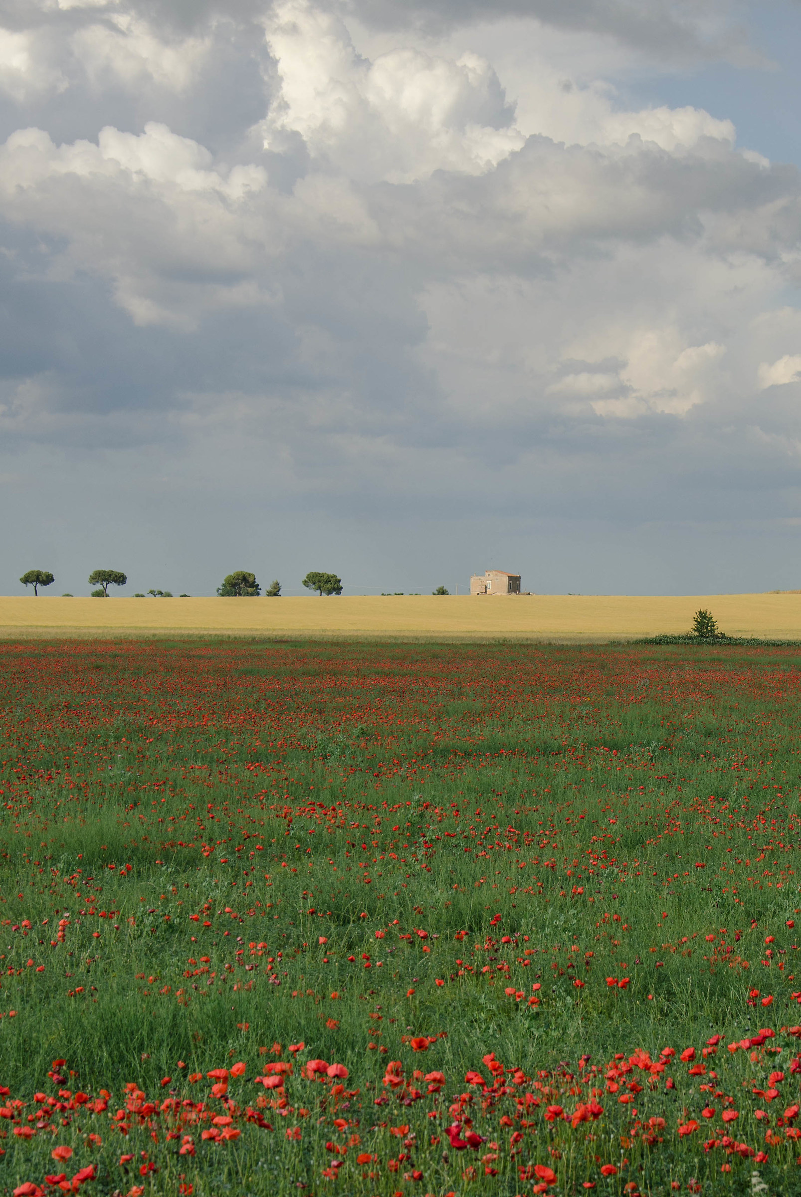 Cartolina dalla Murgia