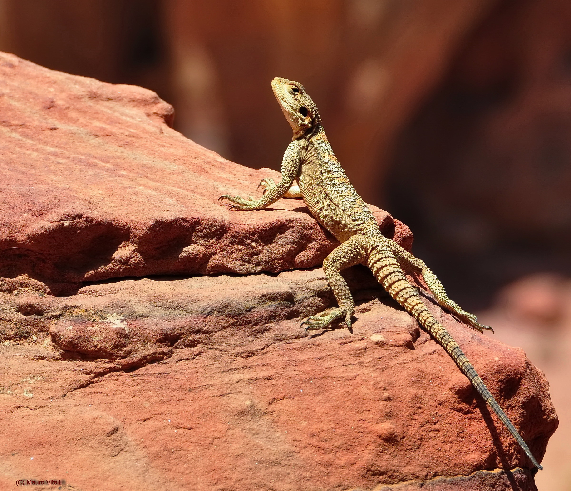 Lucertola (Deserto del Wadi Rum Giordania)