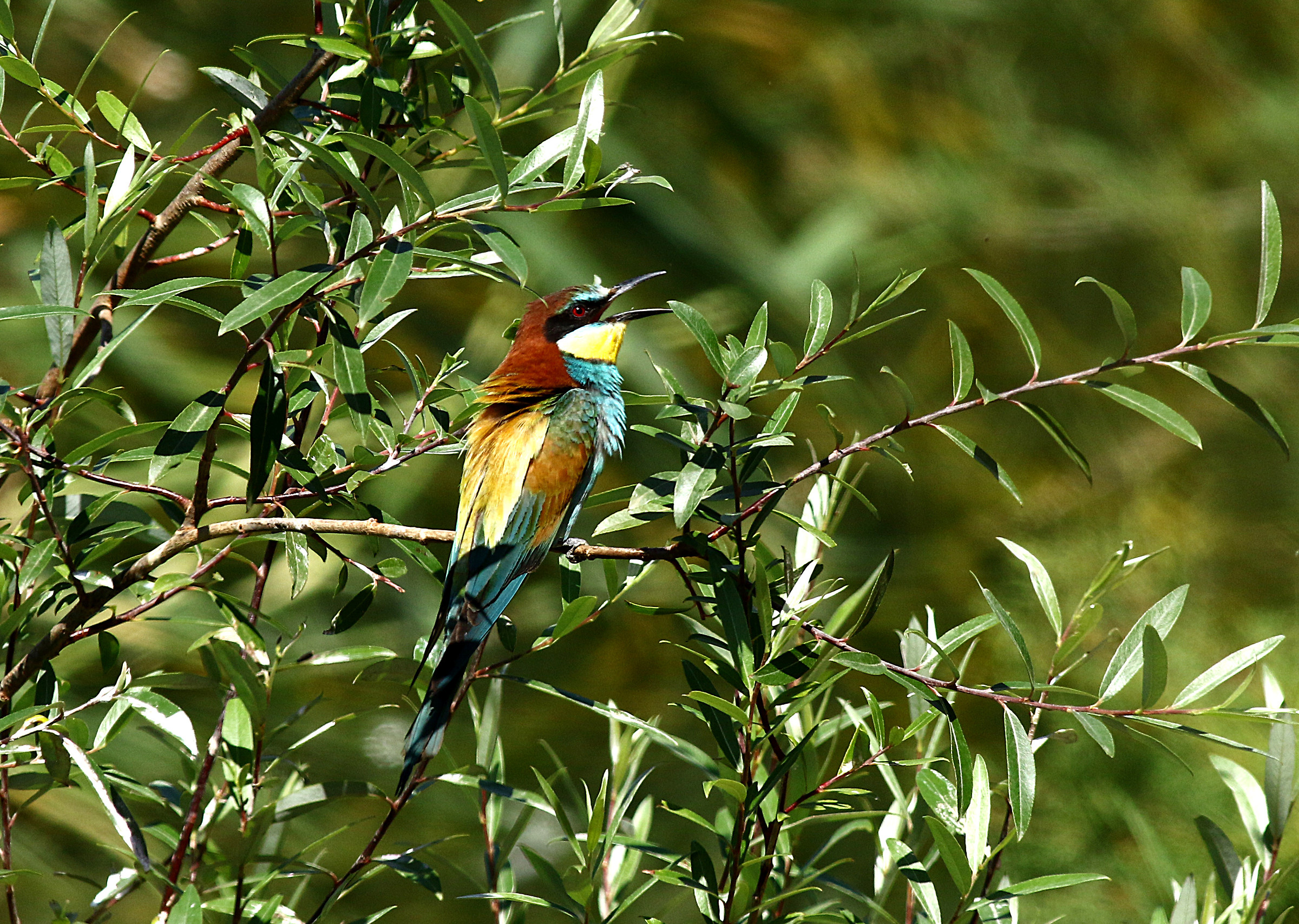 Gruccione Siculo pissed!