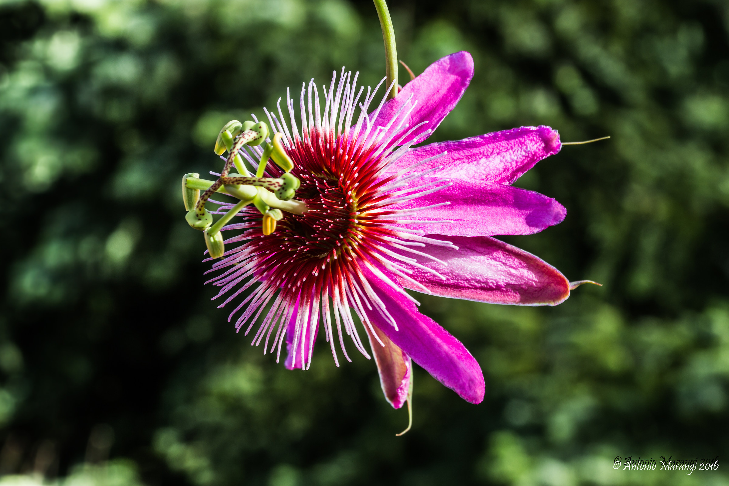 passionflower amaranth