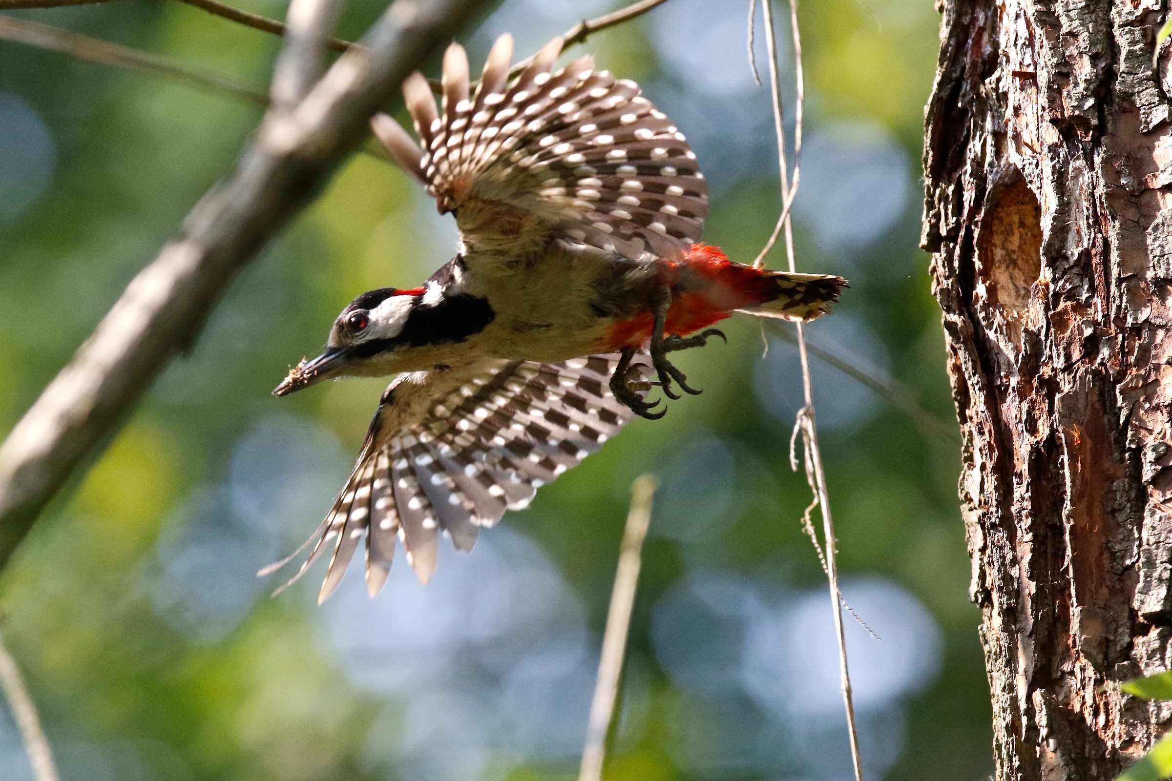 Spotted woodpecker