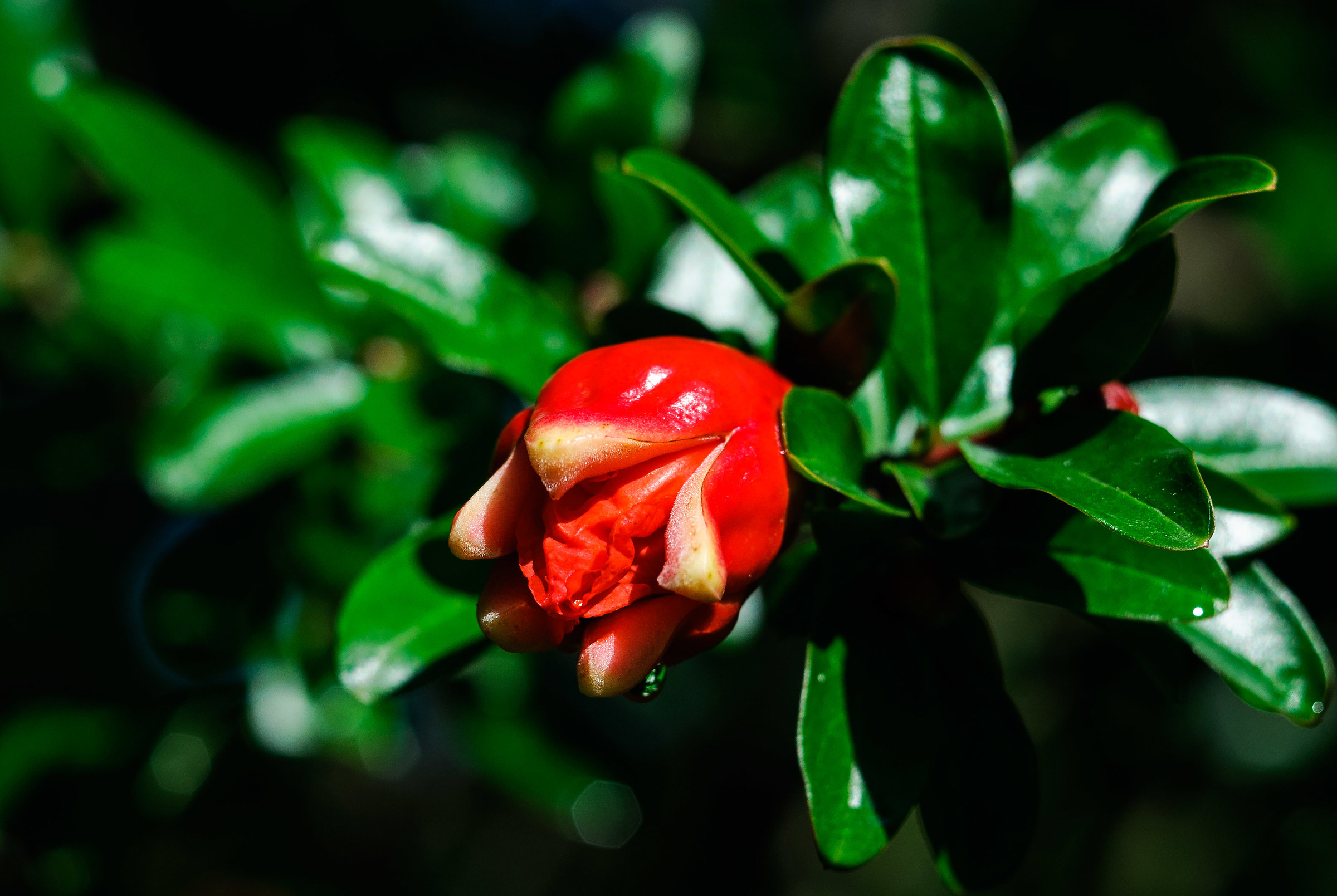 ... The green pomegranate gives beautiful scarlet flowers