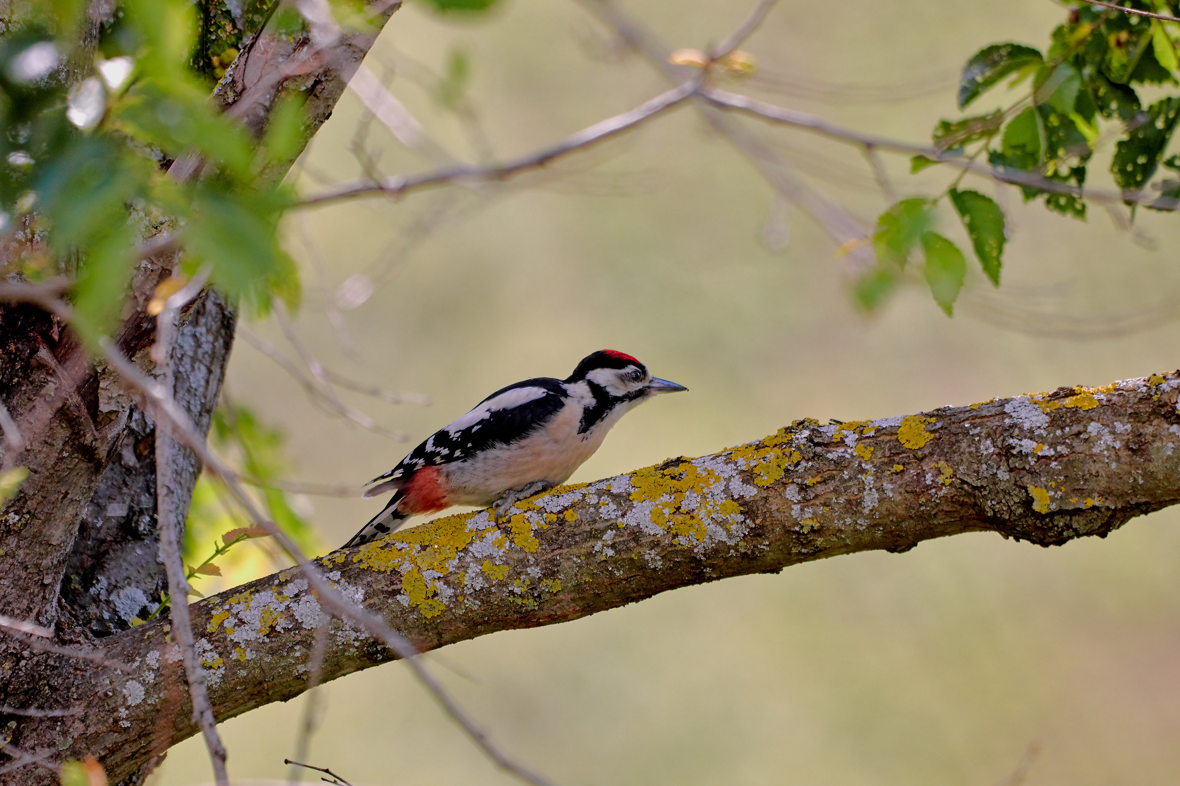 I sebrava seeing AH .... no ... It was not him.