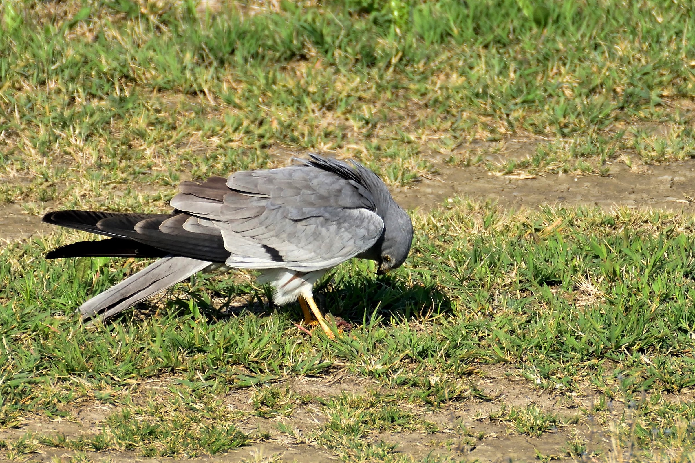 Albanella minore maschio con preda