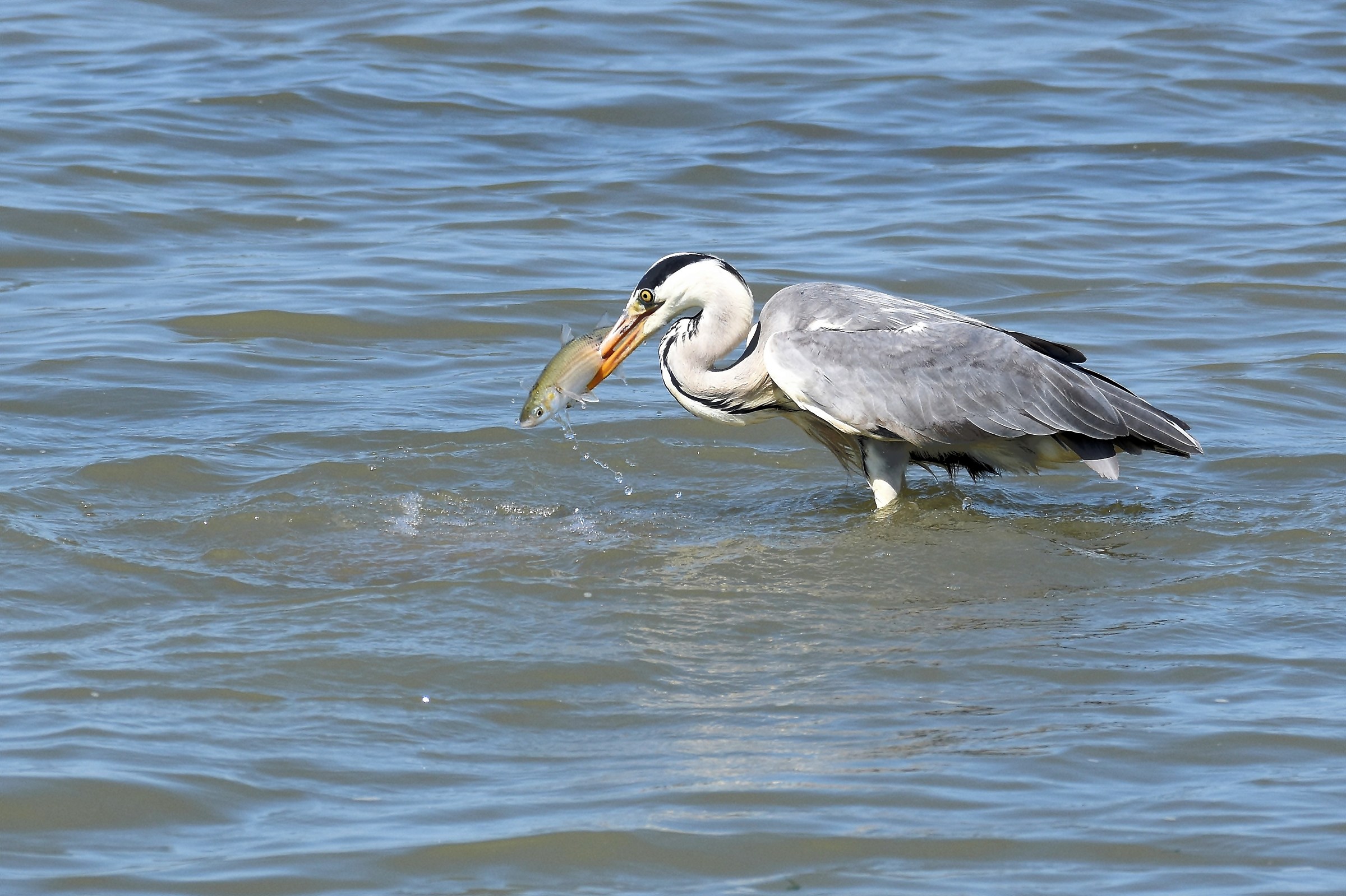 Airone cenerino con cefalo