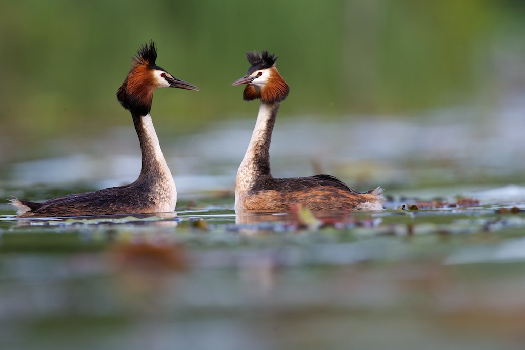 grebes