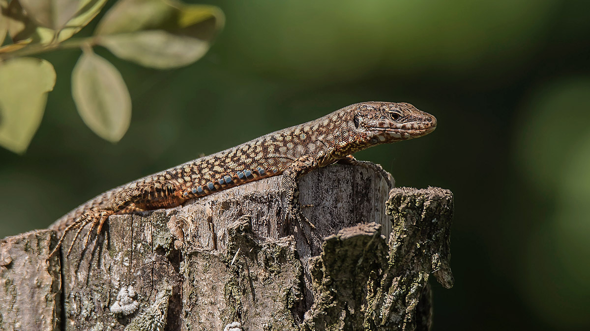 common lizard