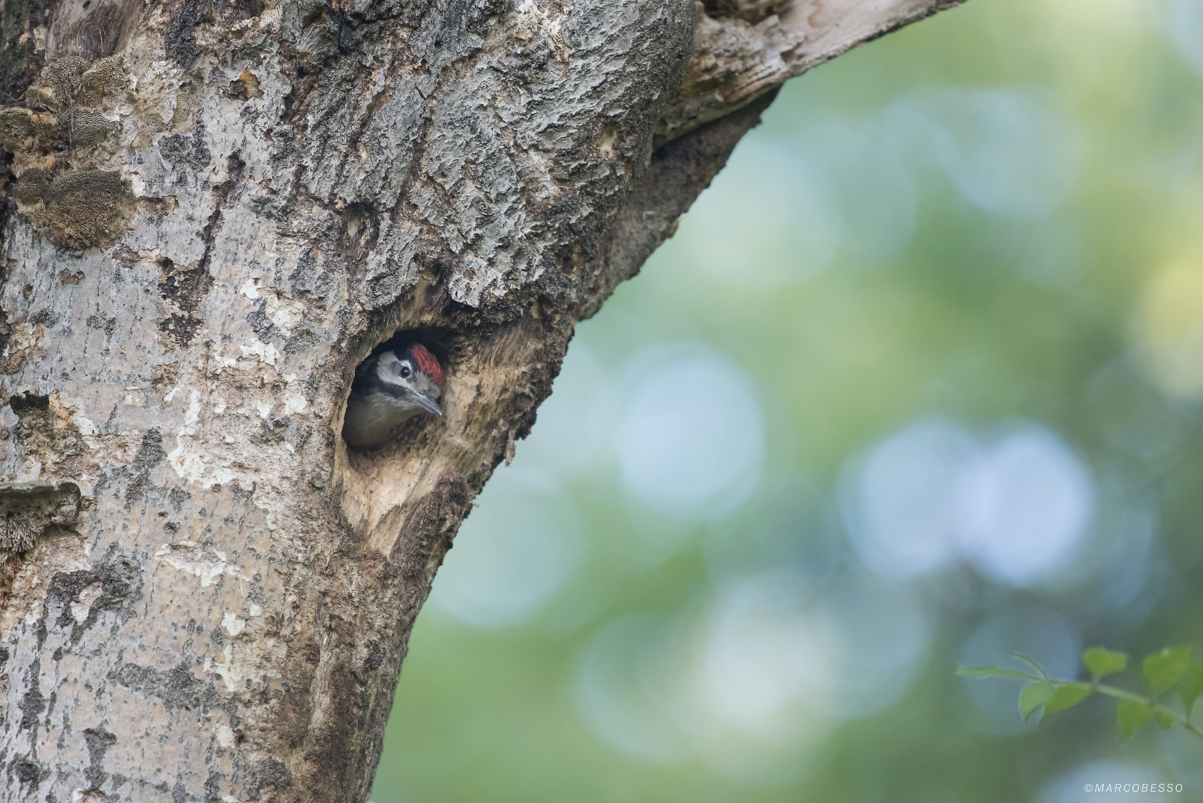 Pullo di picchio rosso maggiore