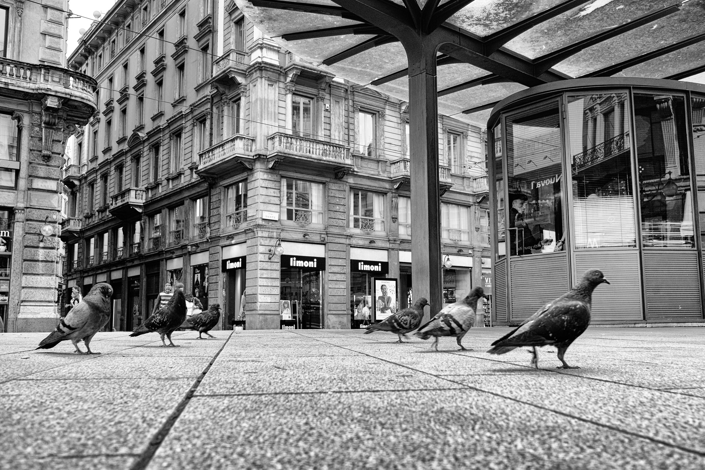 La marcia dei piccioni