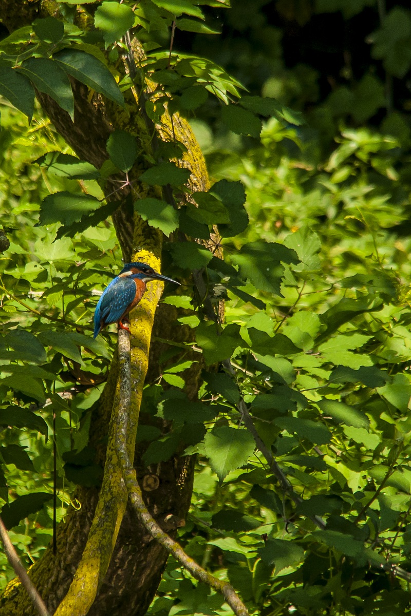 L'arco e la freccia blu