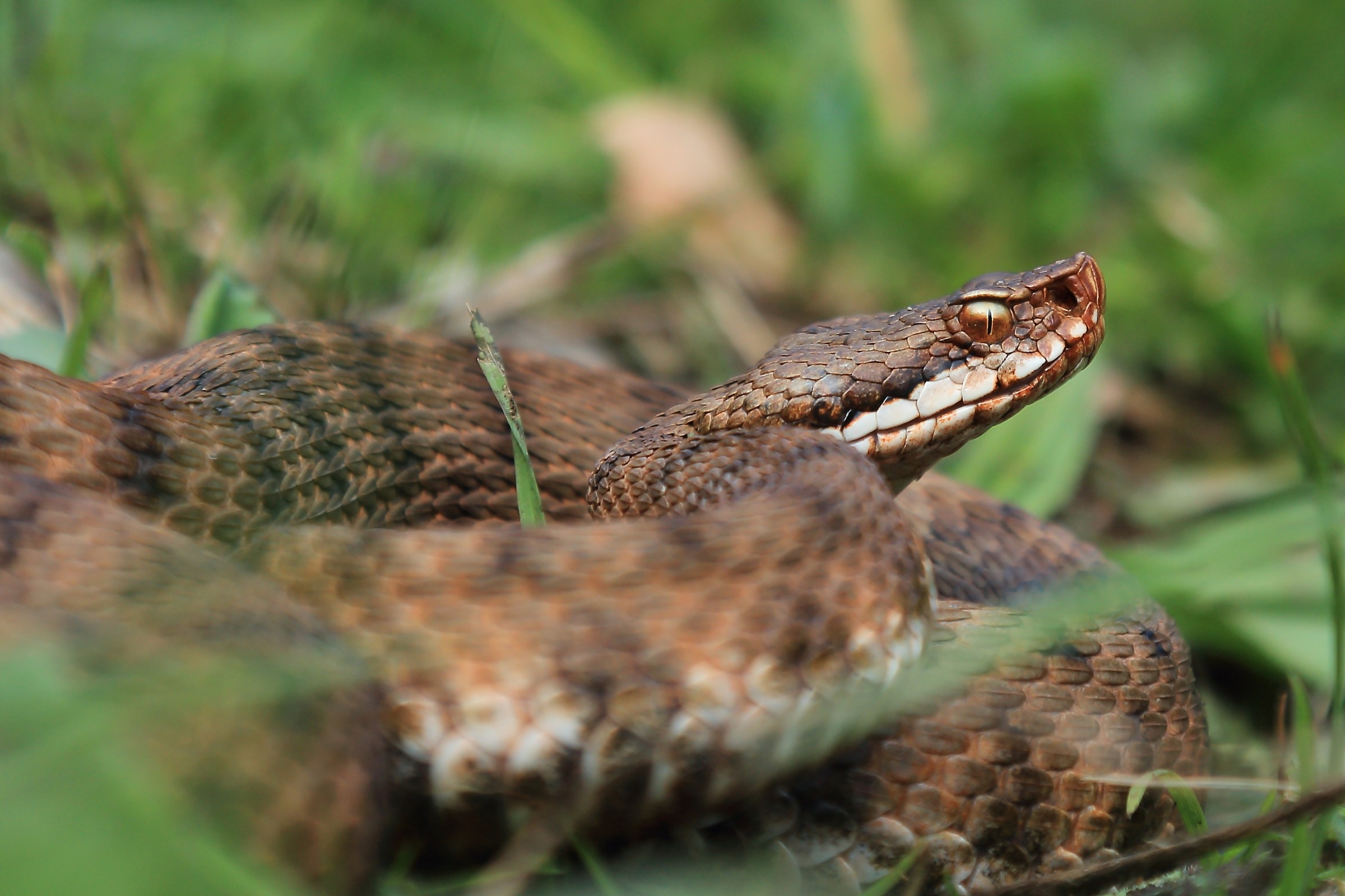 Vipera aspis femmina