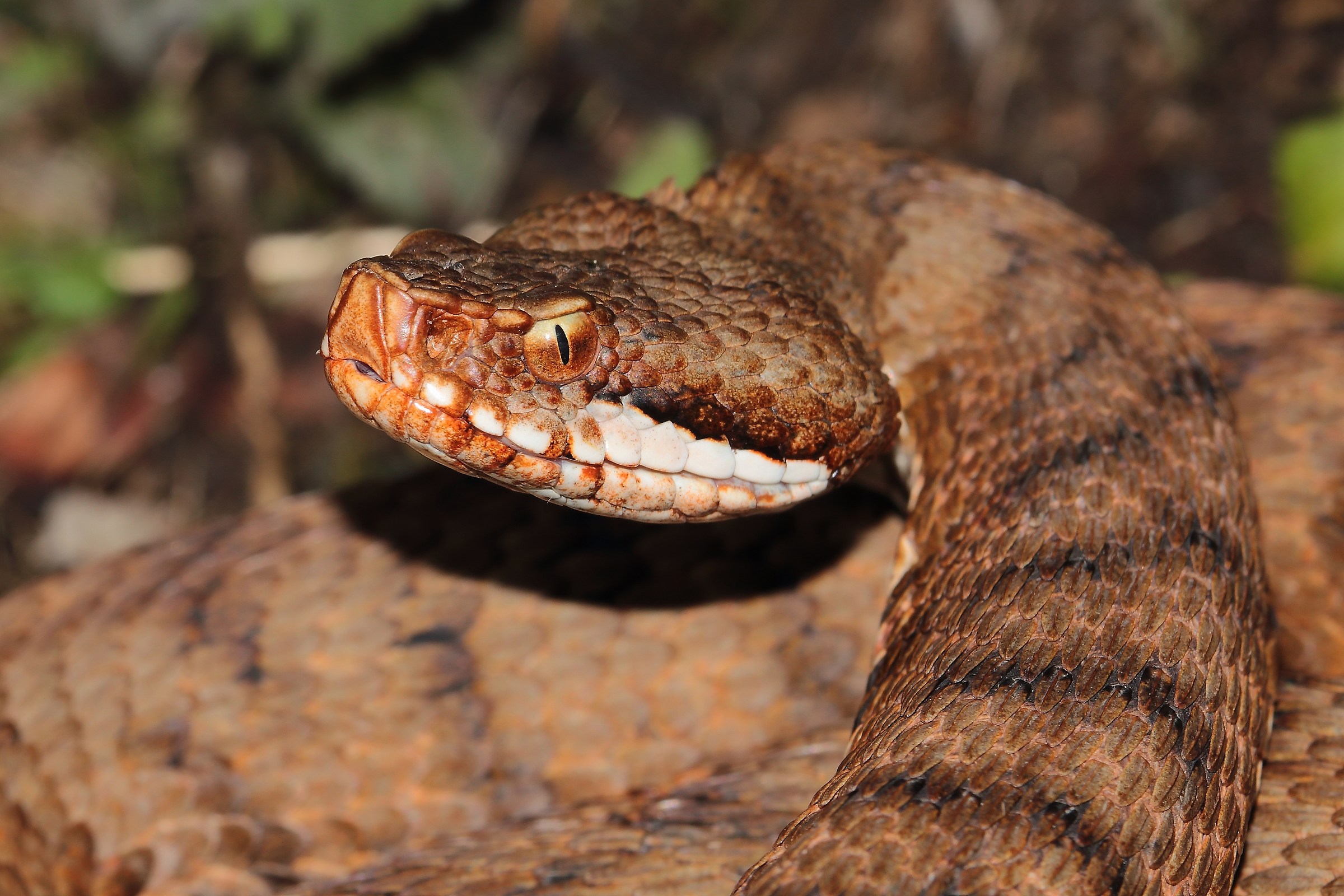 Vipera aspis femmina