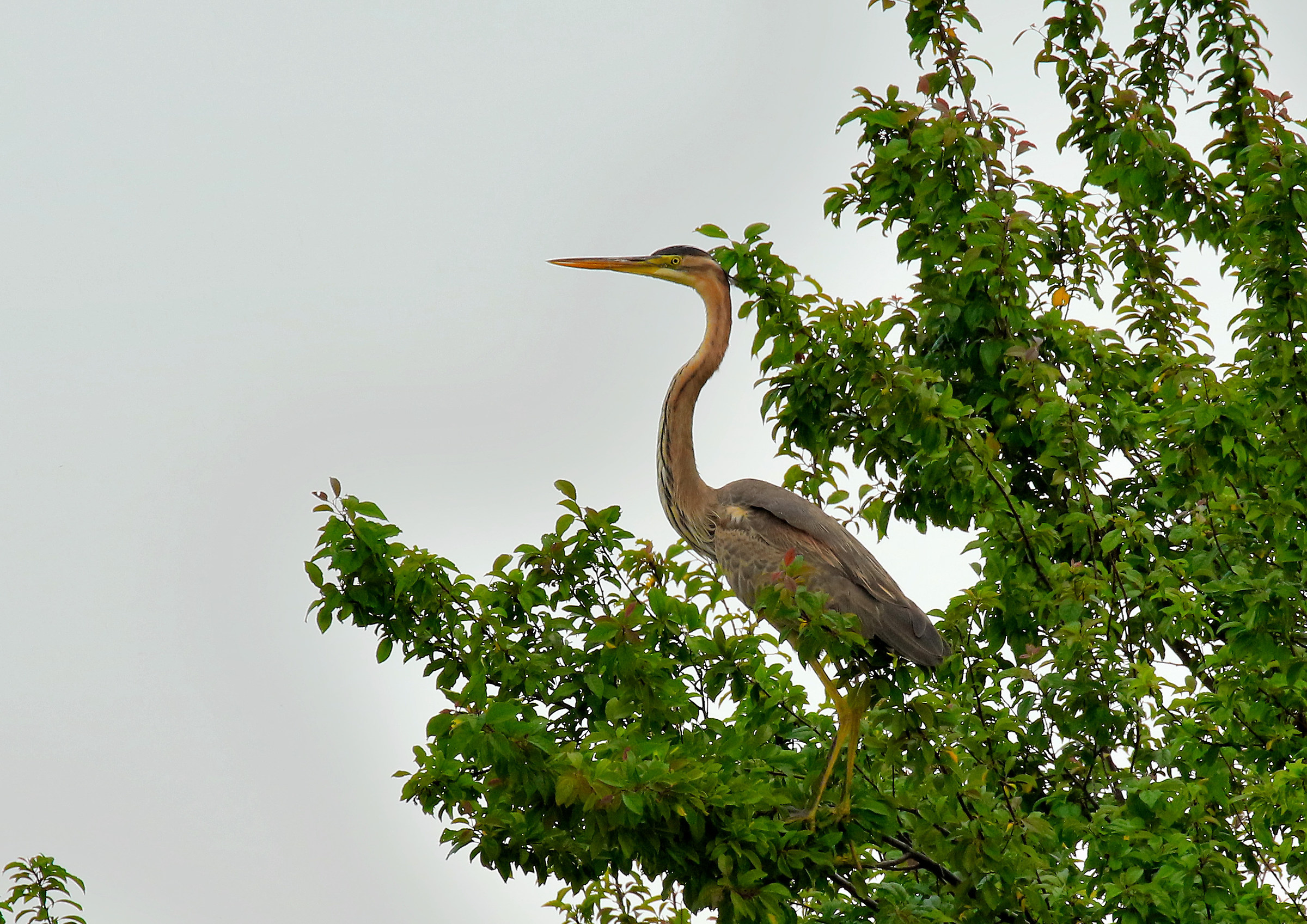 Purple Heron