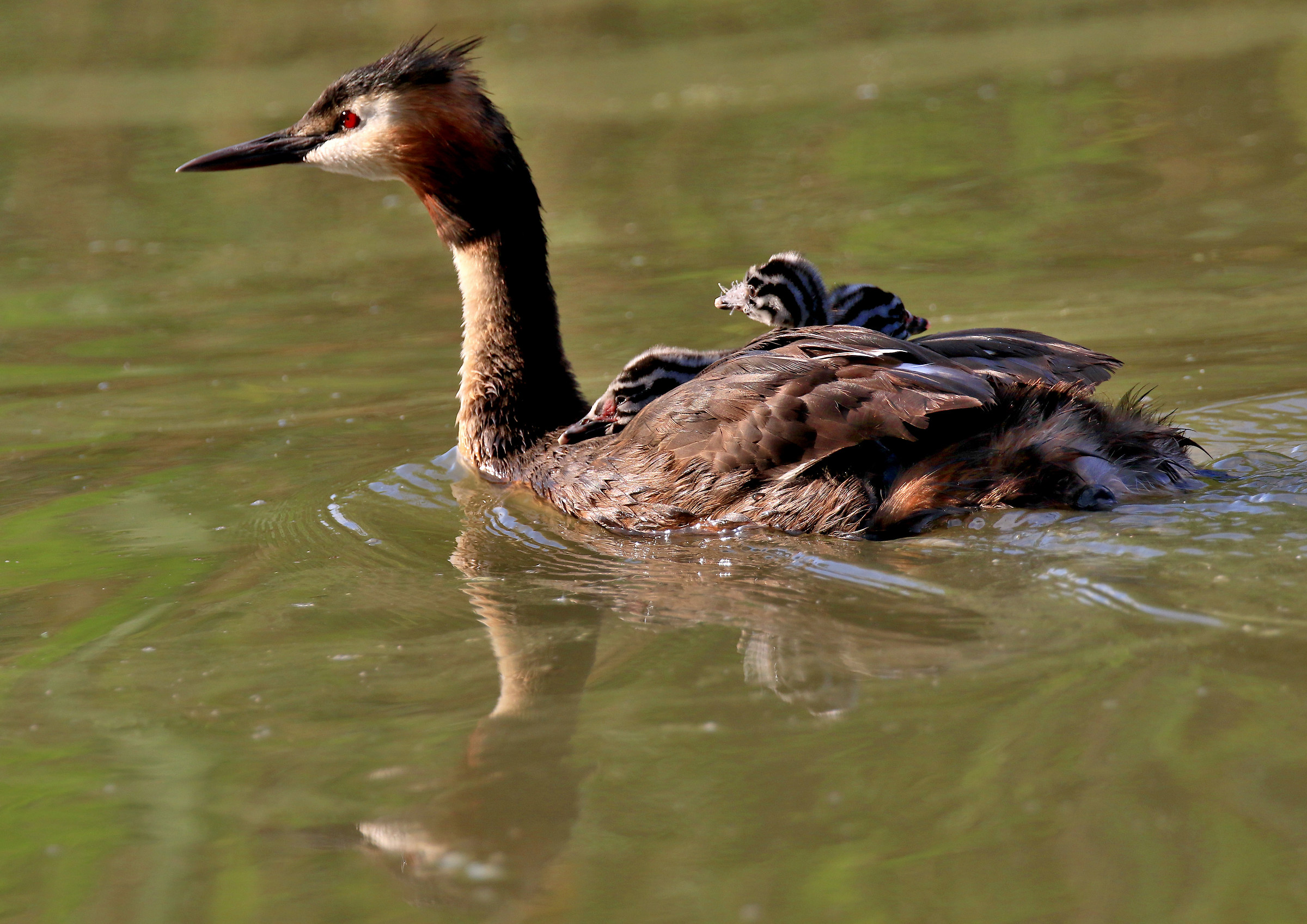 Grebe