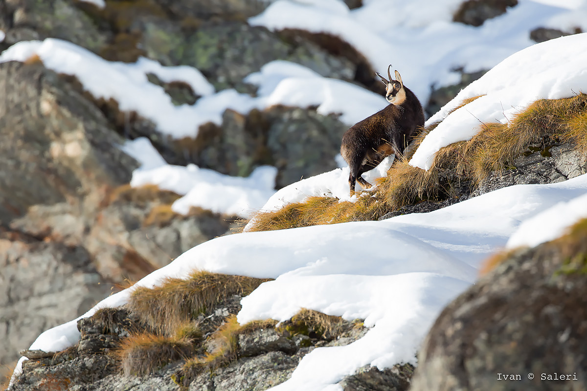 Camoscio