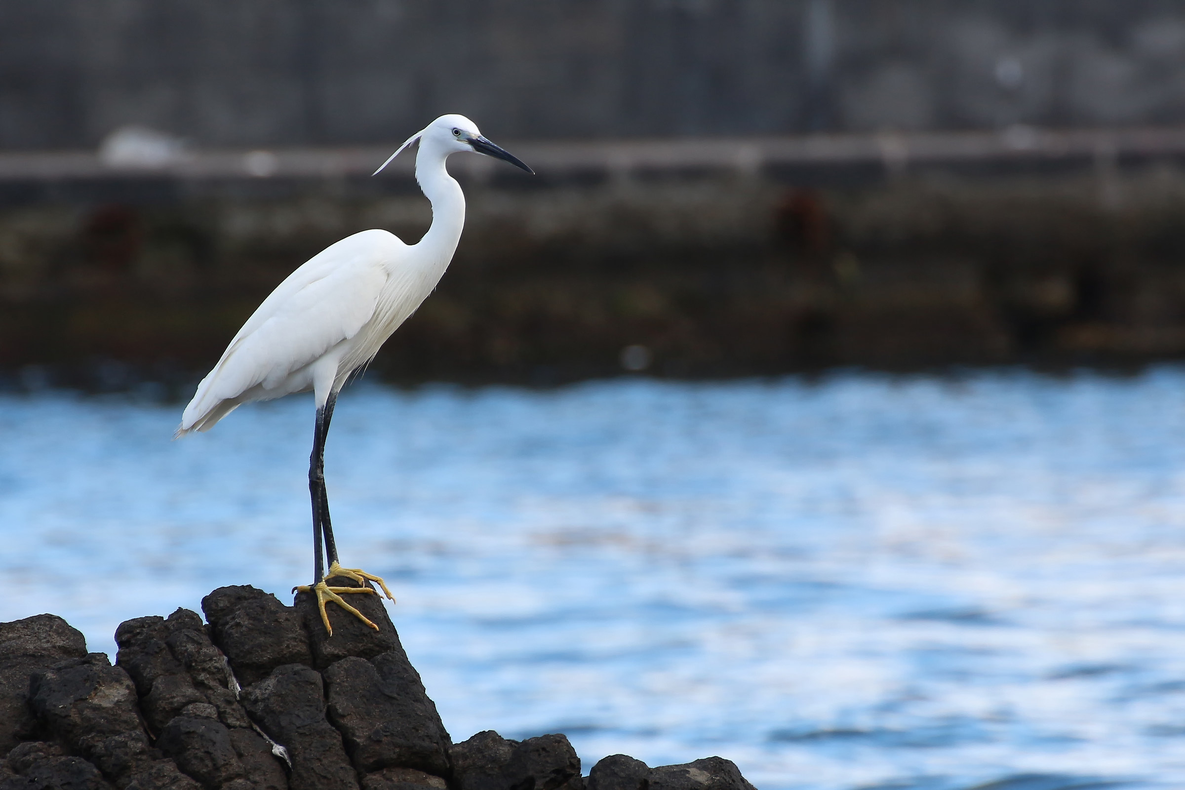 Egret Egret