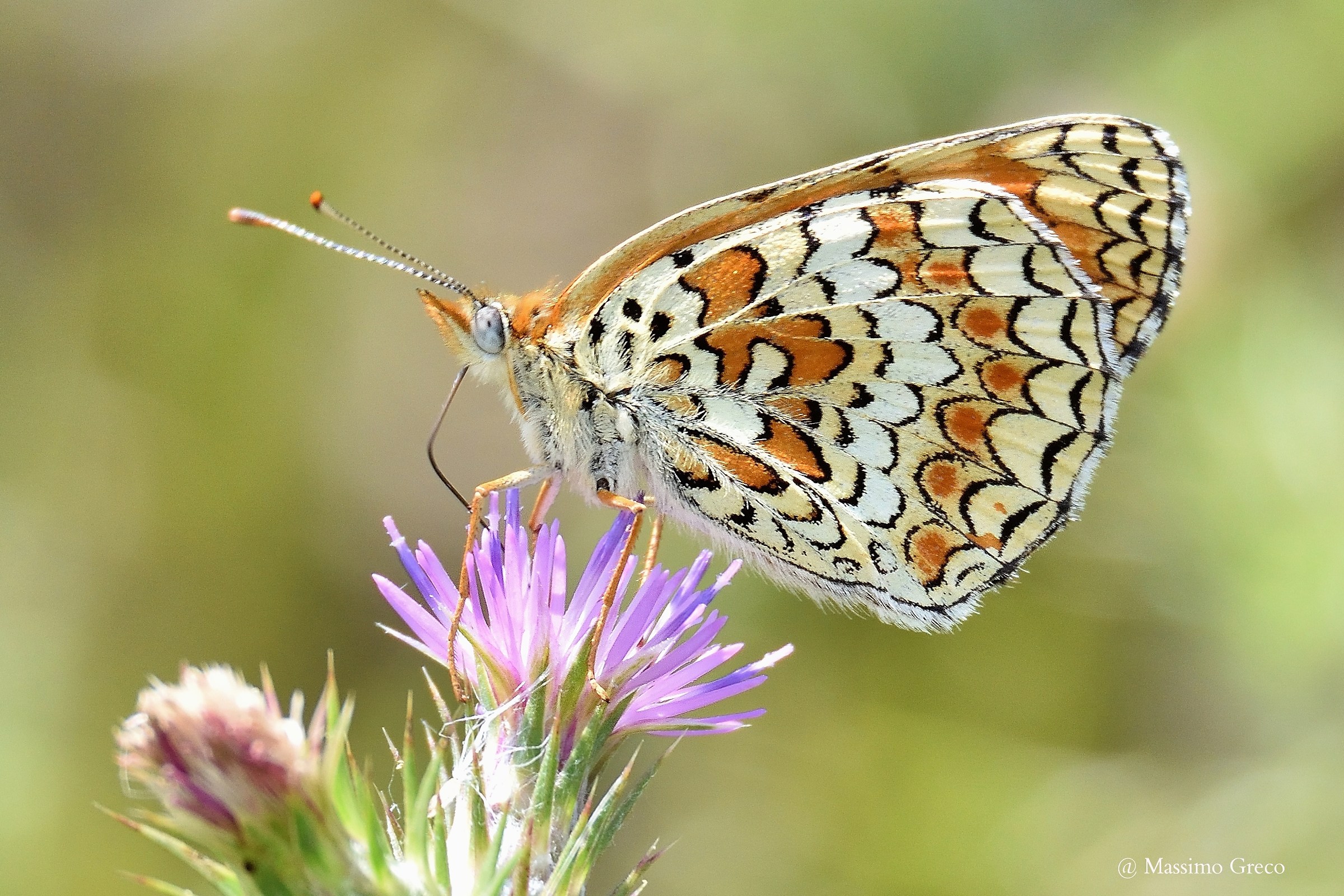 Euphydryas aurinia