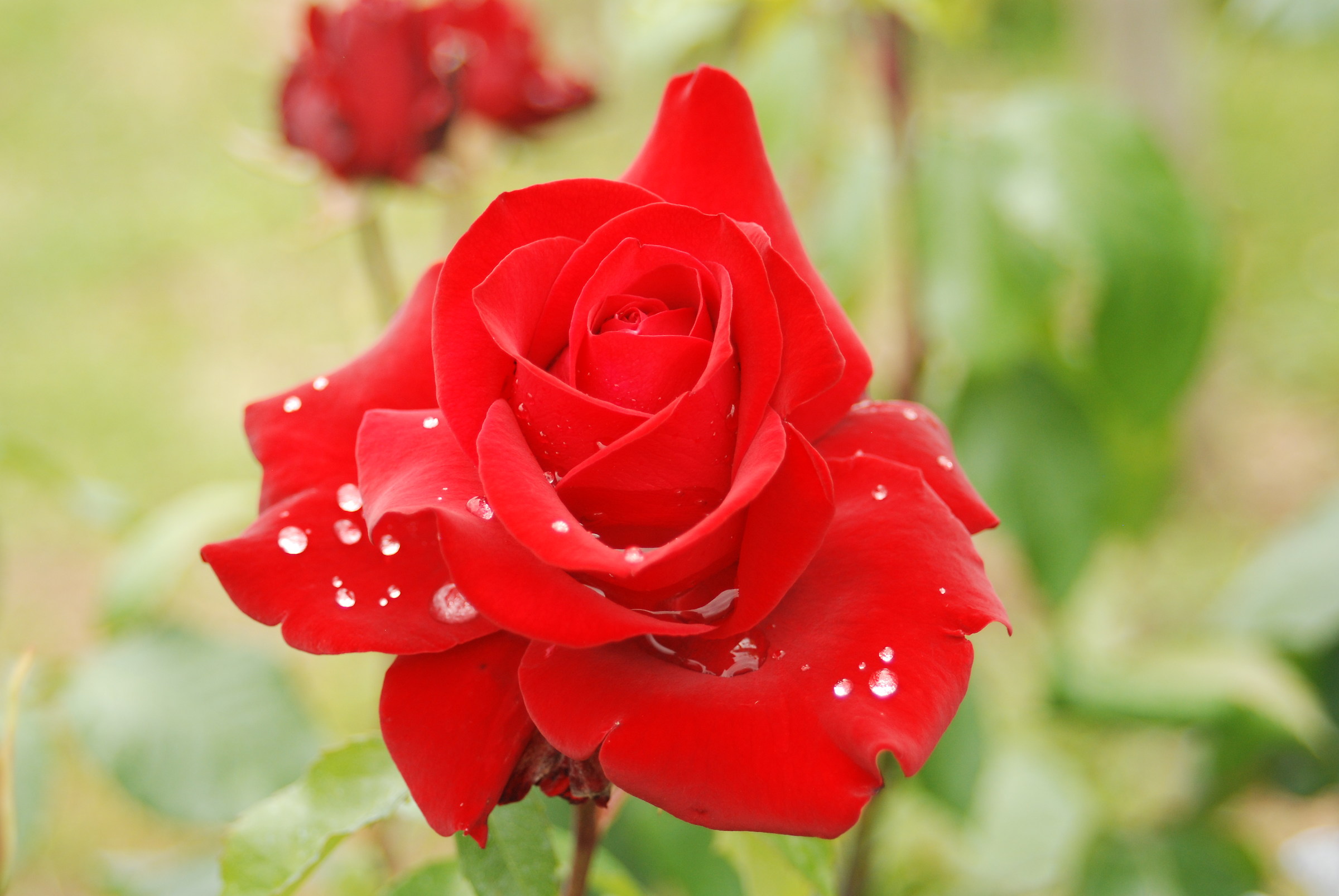 La Rosa a guardia del vigneto